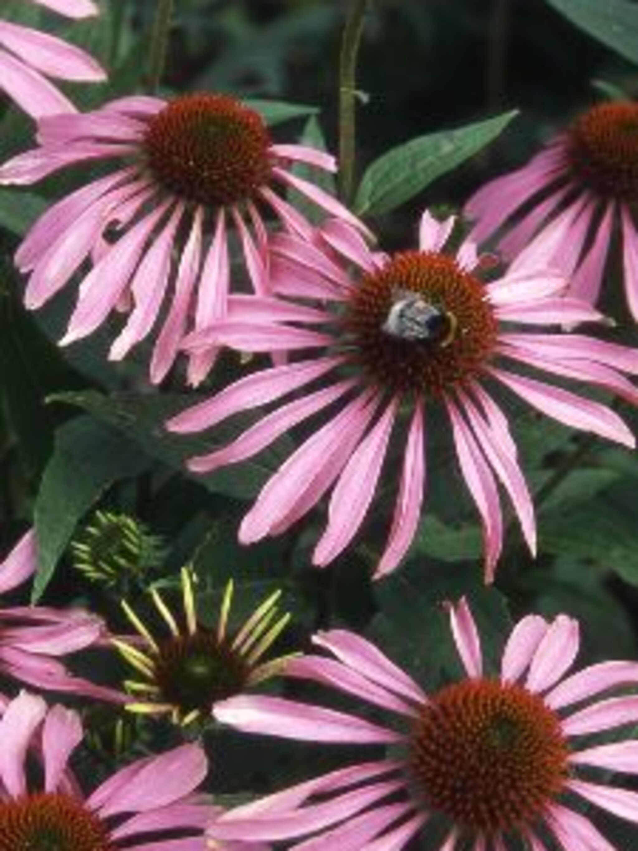 rode zonnehoed echinacea purpurea