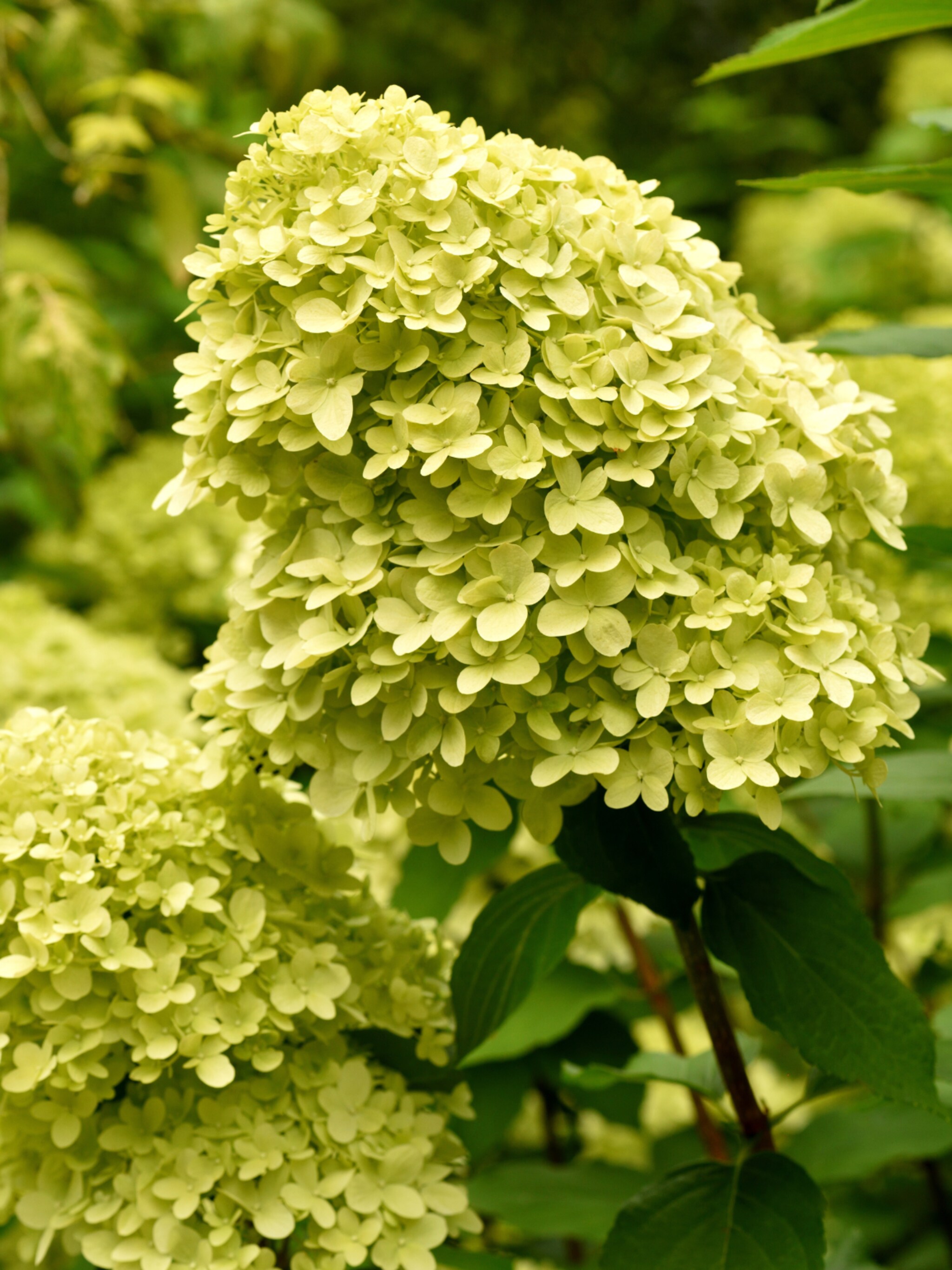 pluimhortensia limelight