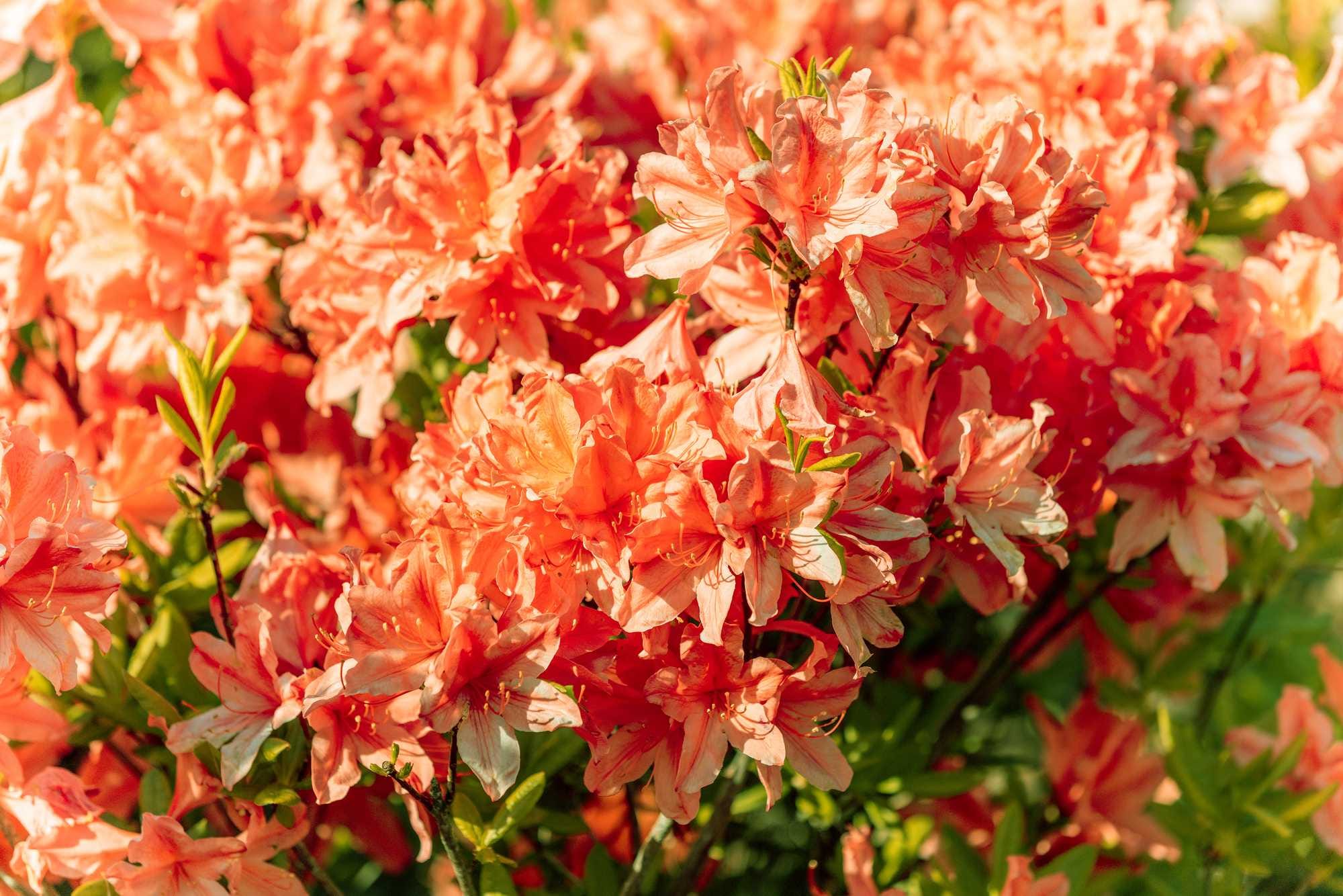 beeld vtwonen Shutterstock / vvvita