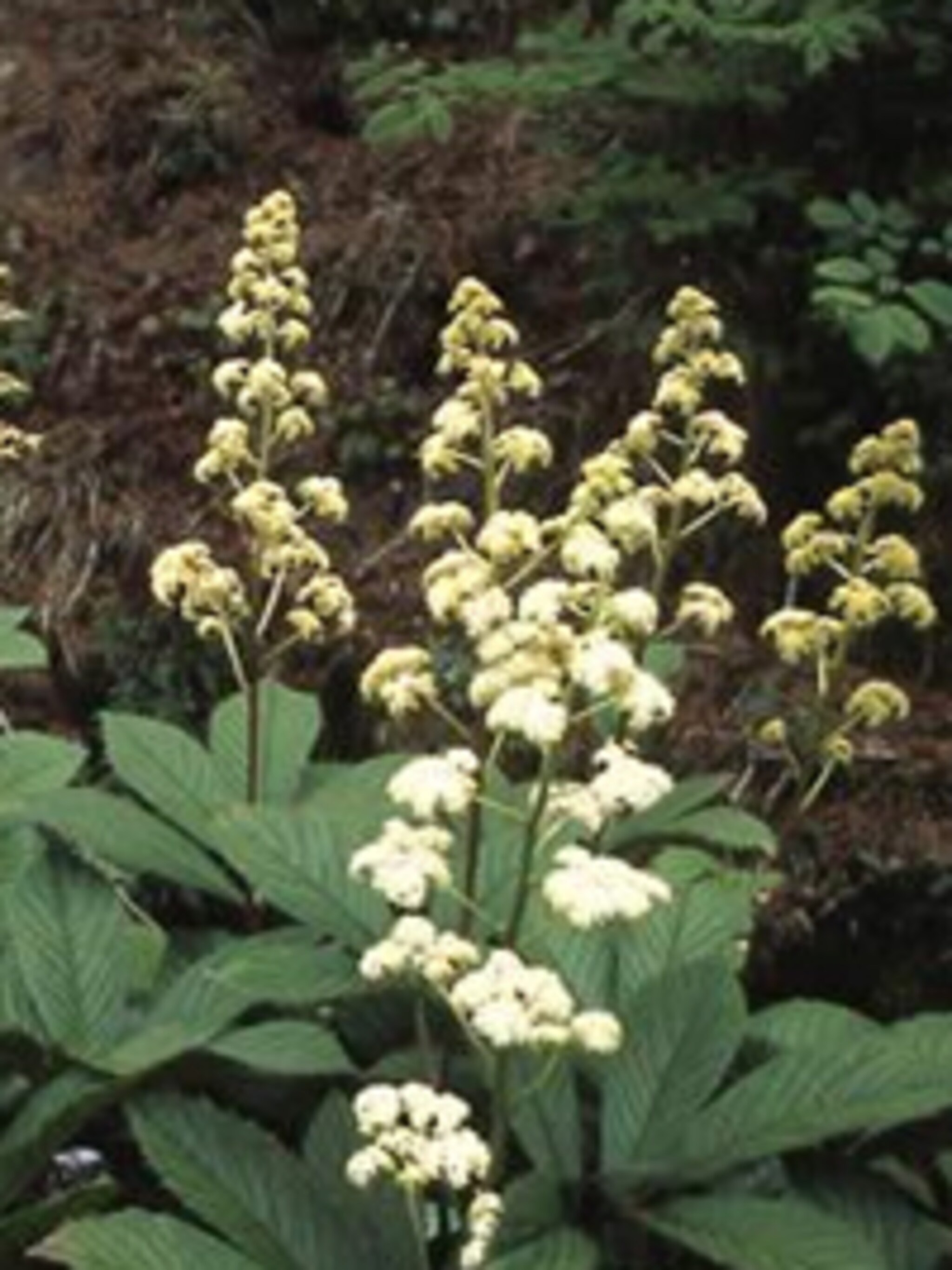 rodgersia rodgersia aesculifolia