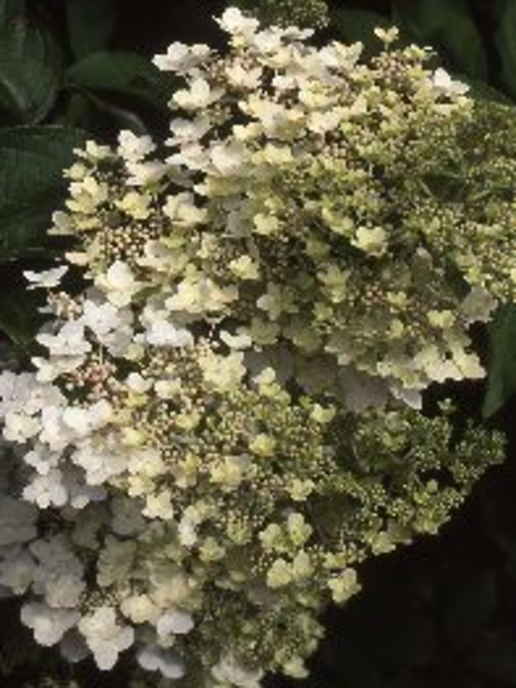 pluimhortensia dart s little dot