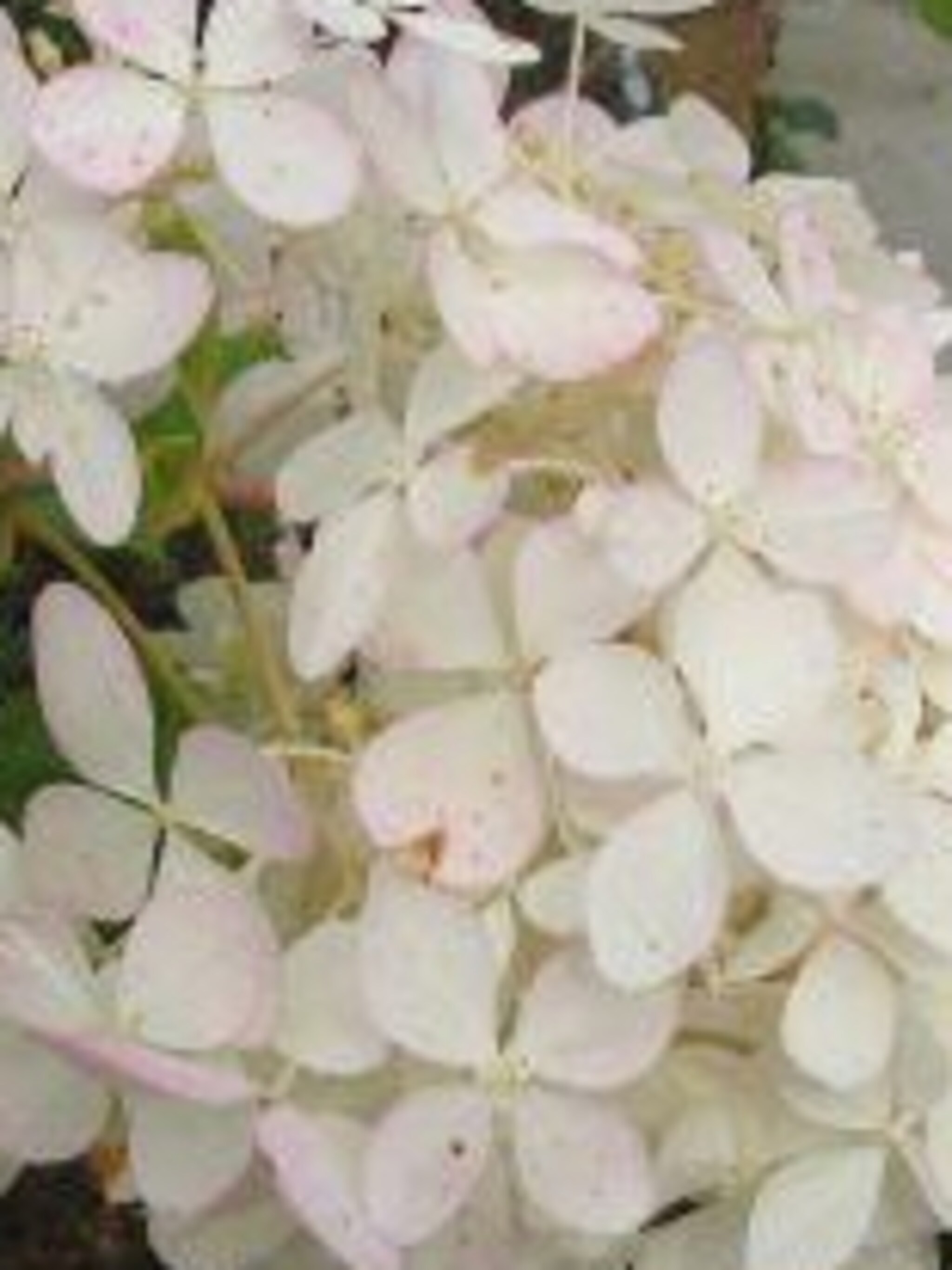 pluimhortensia grandiflora