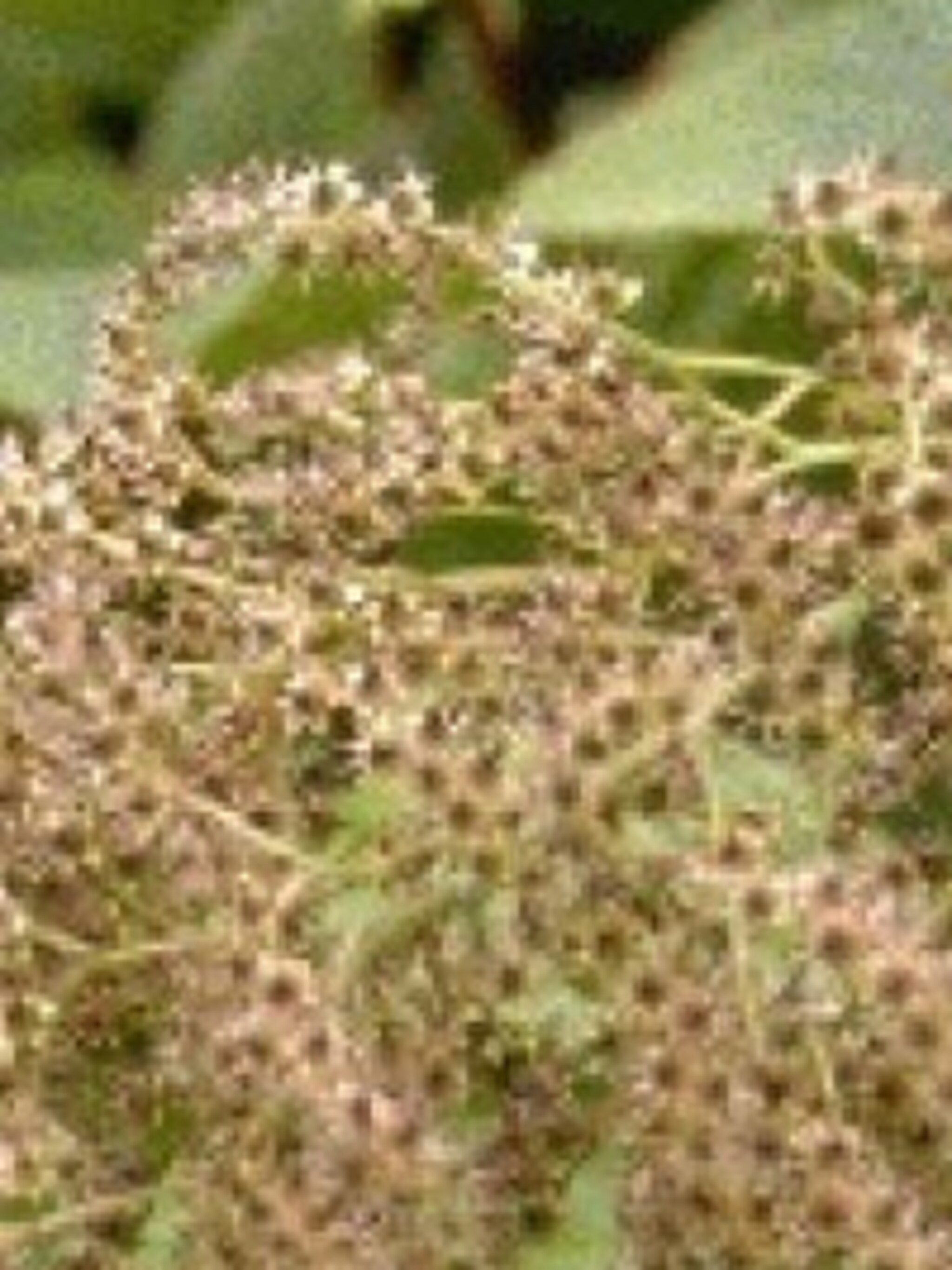 rodgersia rodgersia pinnata