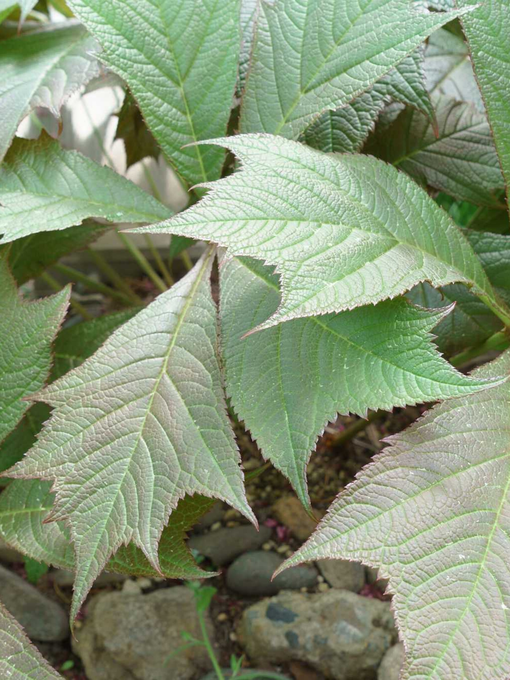 rodgersia braunlaub