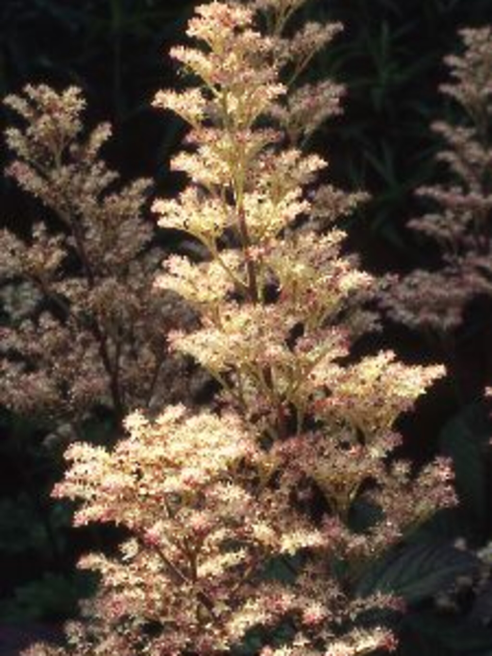 rodgersia rotlaub