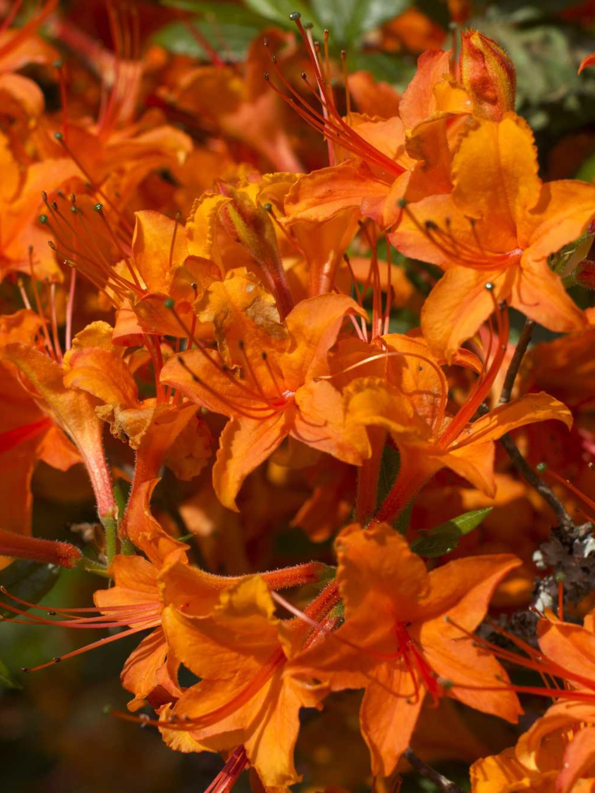 rododendron golden eagle