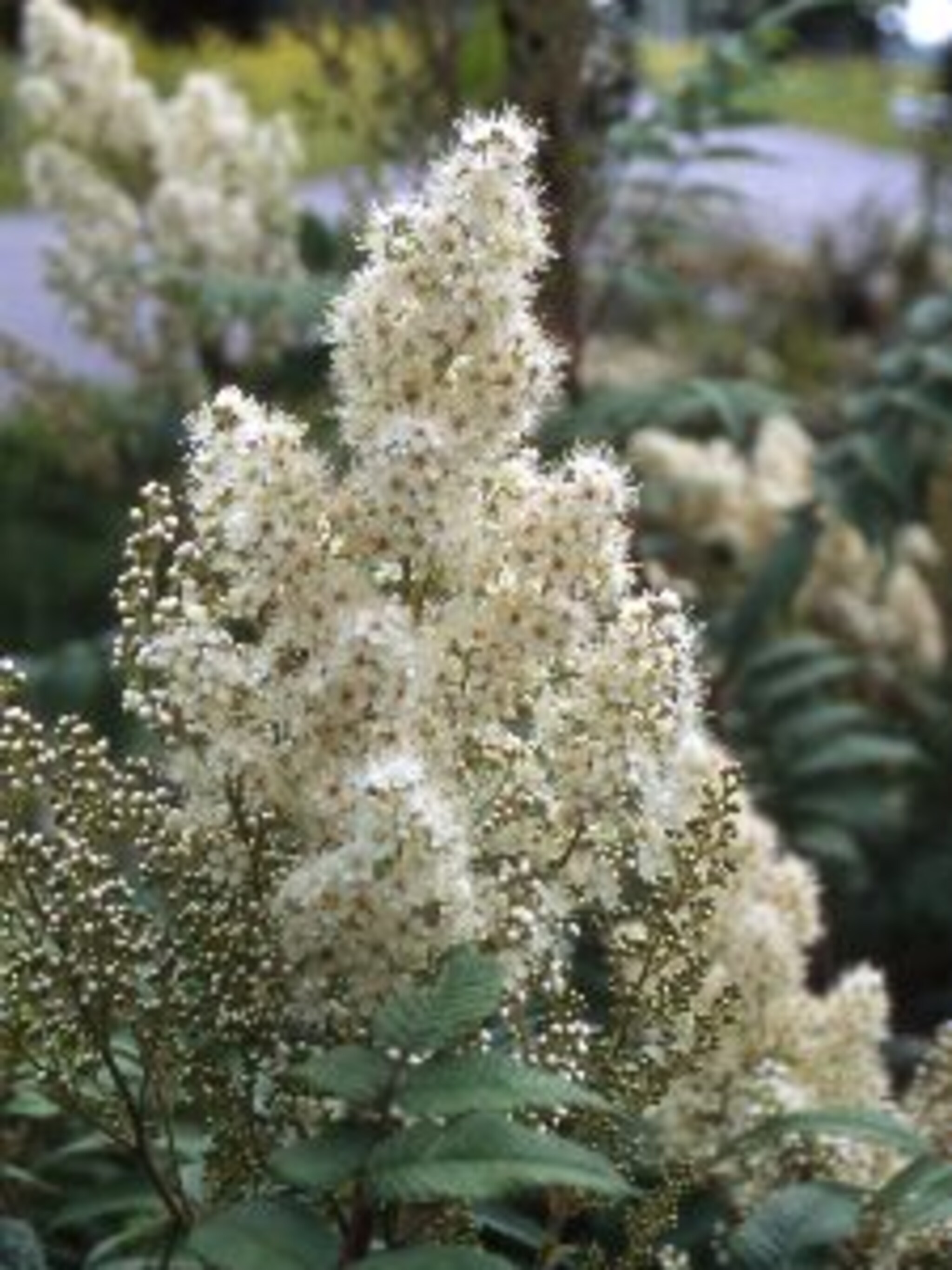 pluimspirea holodiscus discolor var ariifolius