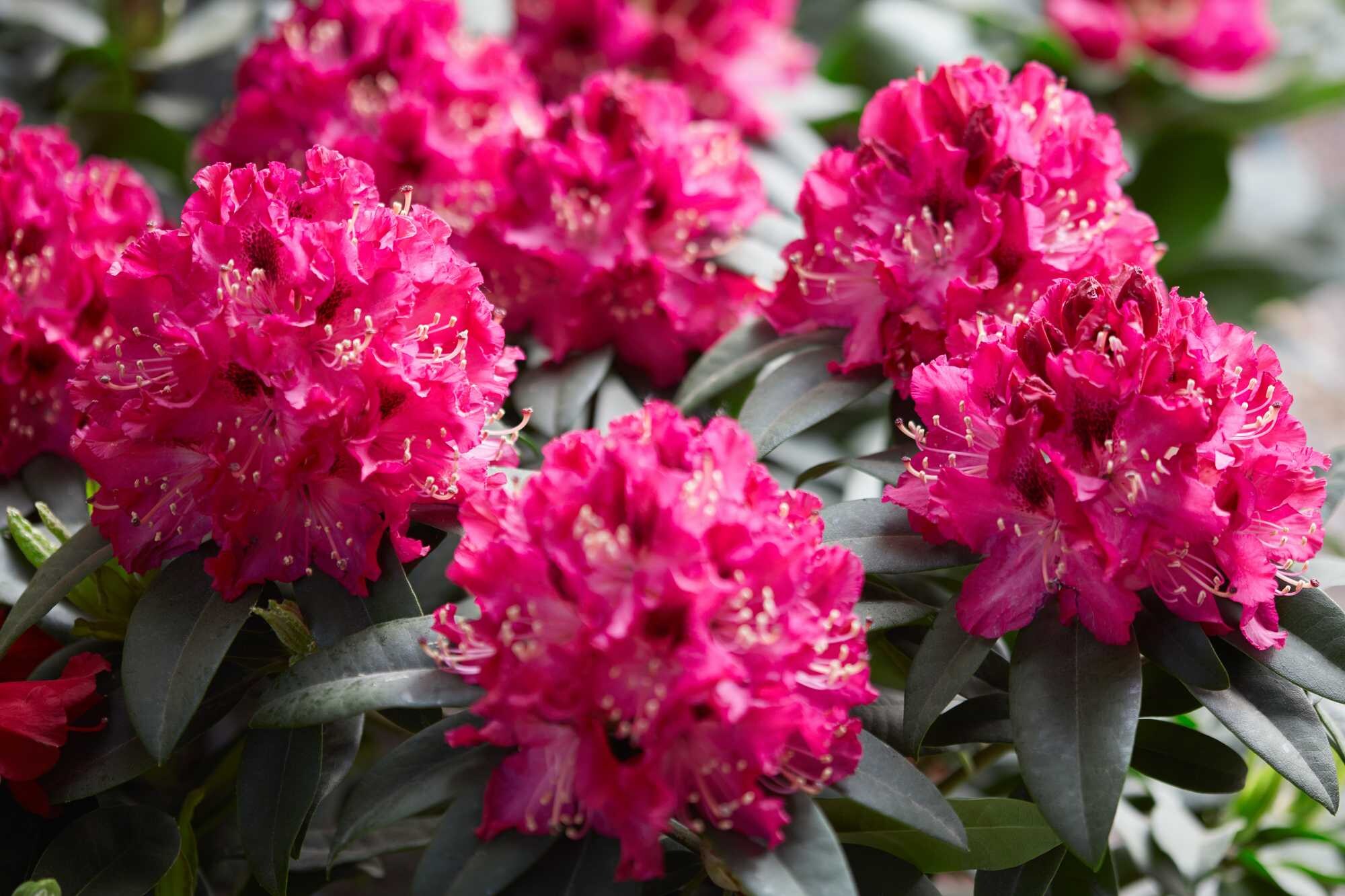 beeld vtwonen Shutterstock / andersphoto