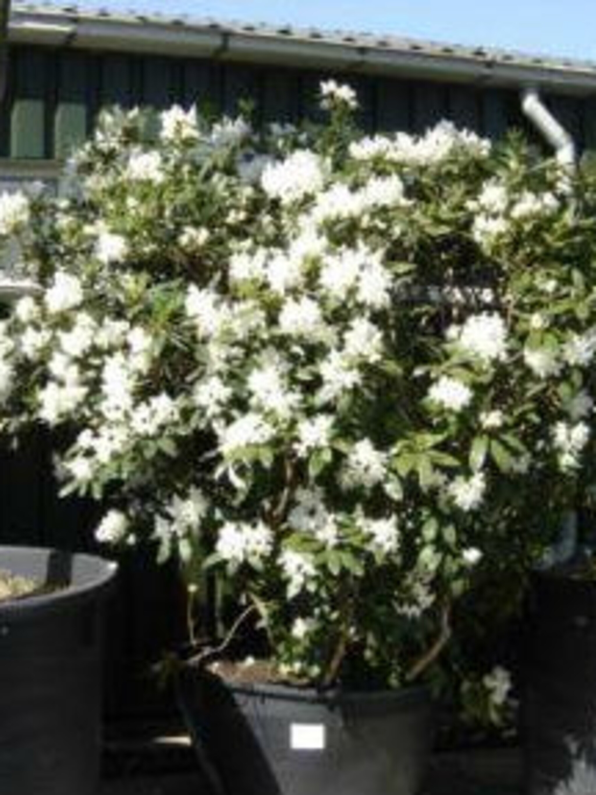 rododendron cunningham s white