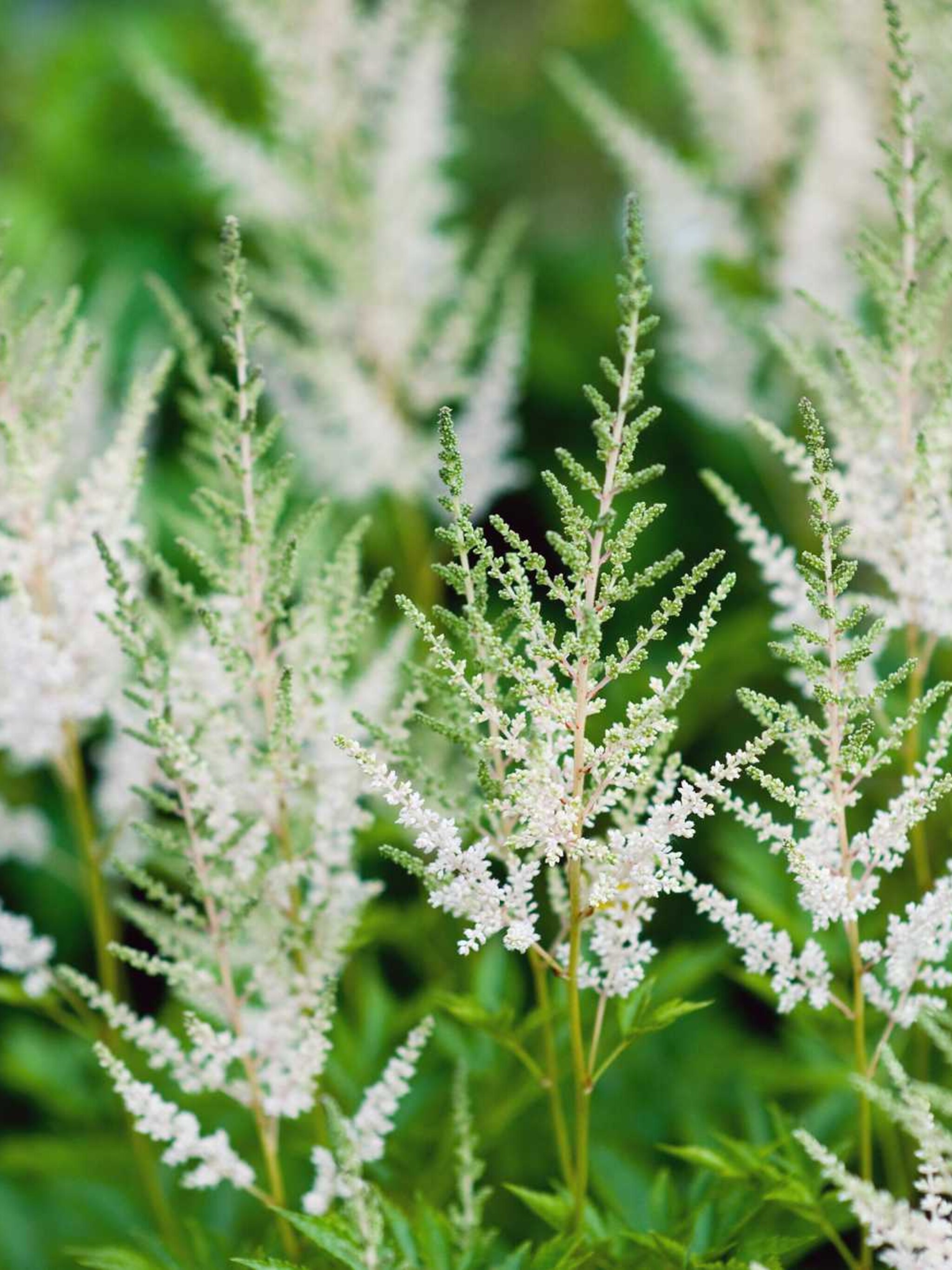 pluimspirea irrlicht