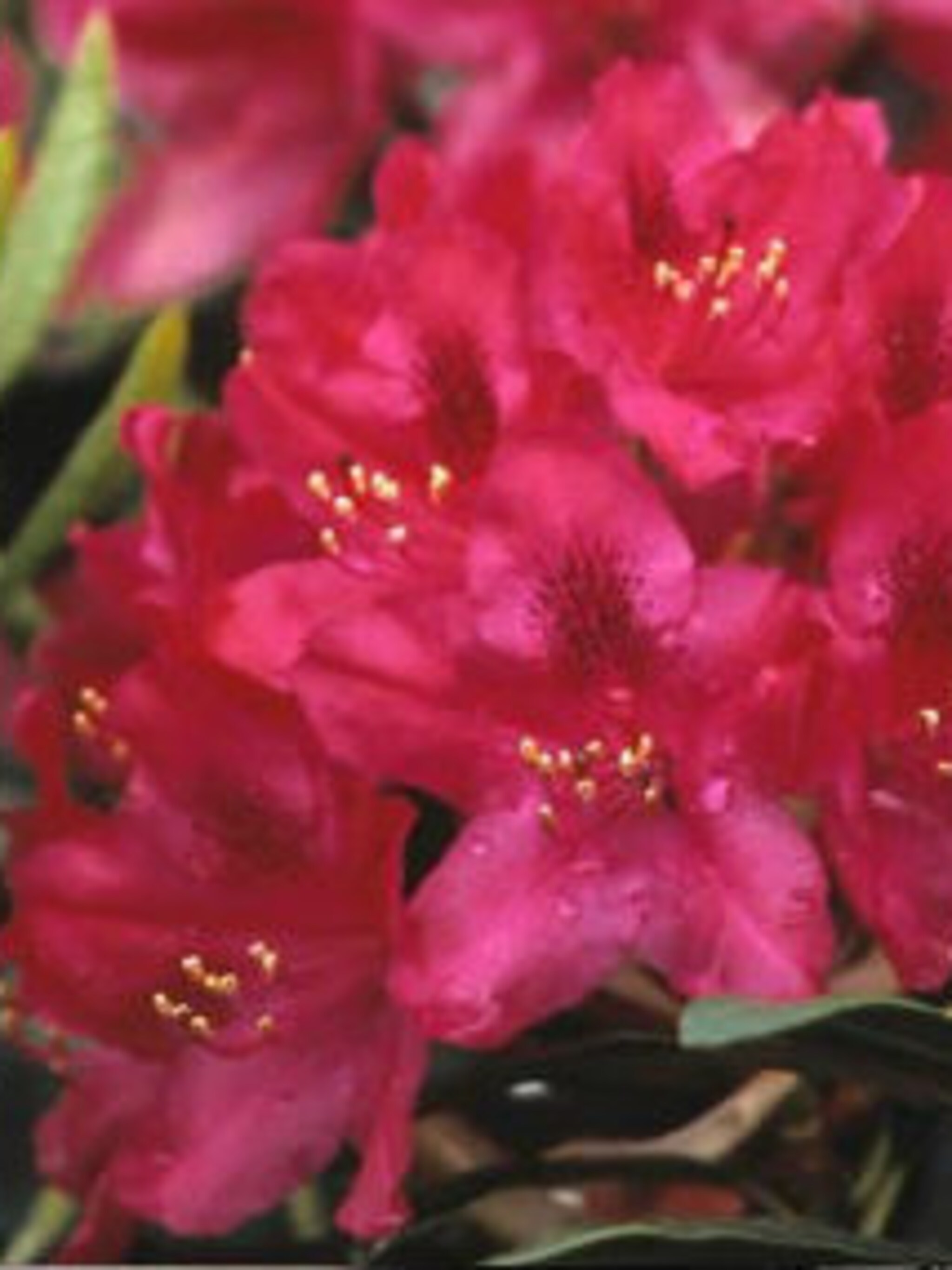 rododendron nova zembla