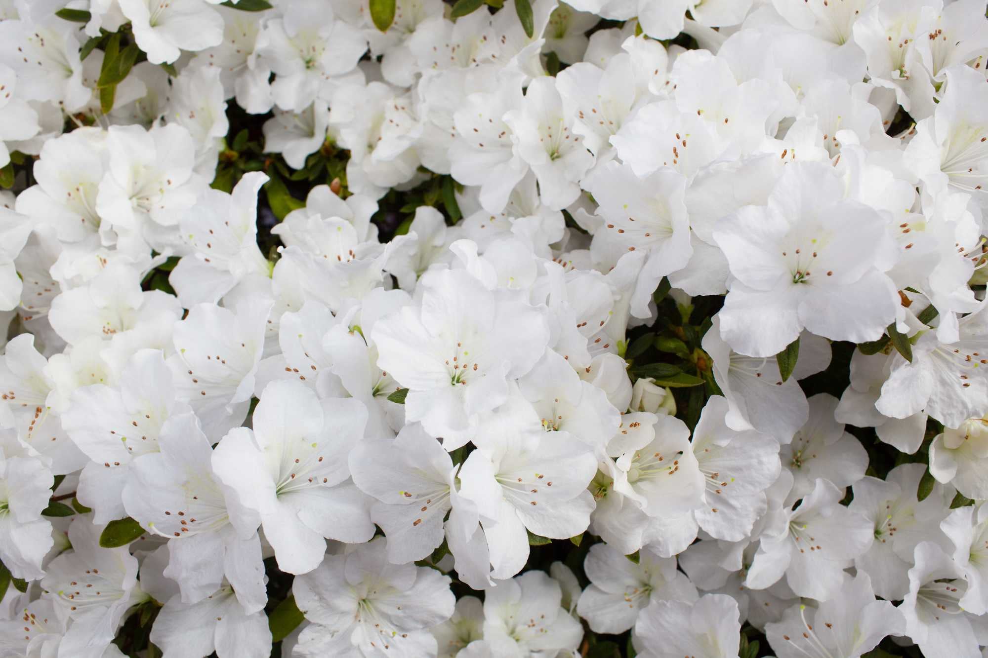 beeld vtwonen Shutterstock / Tanee
