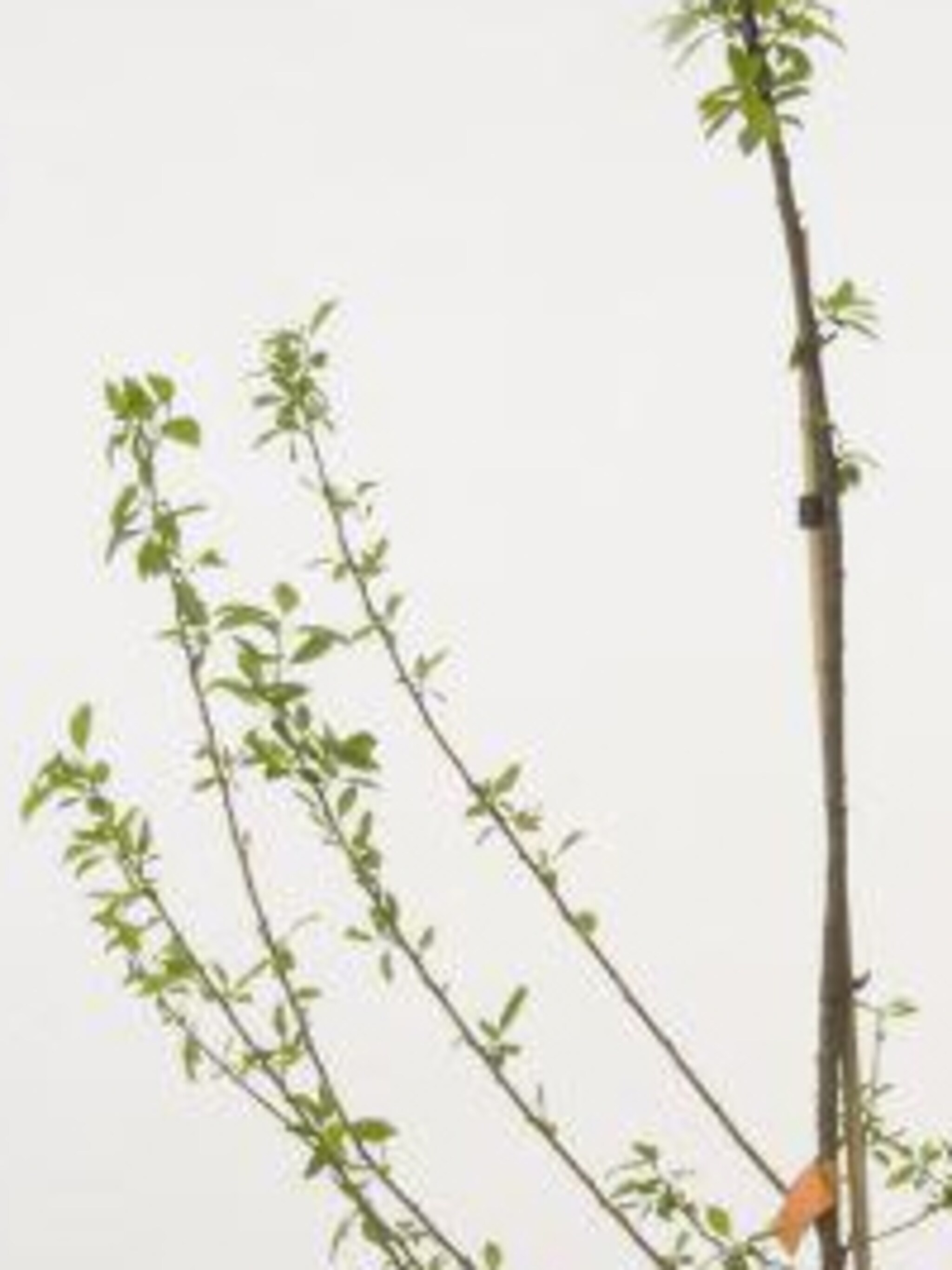 pruim reine claude verte