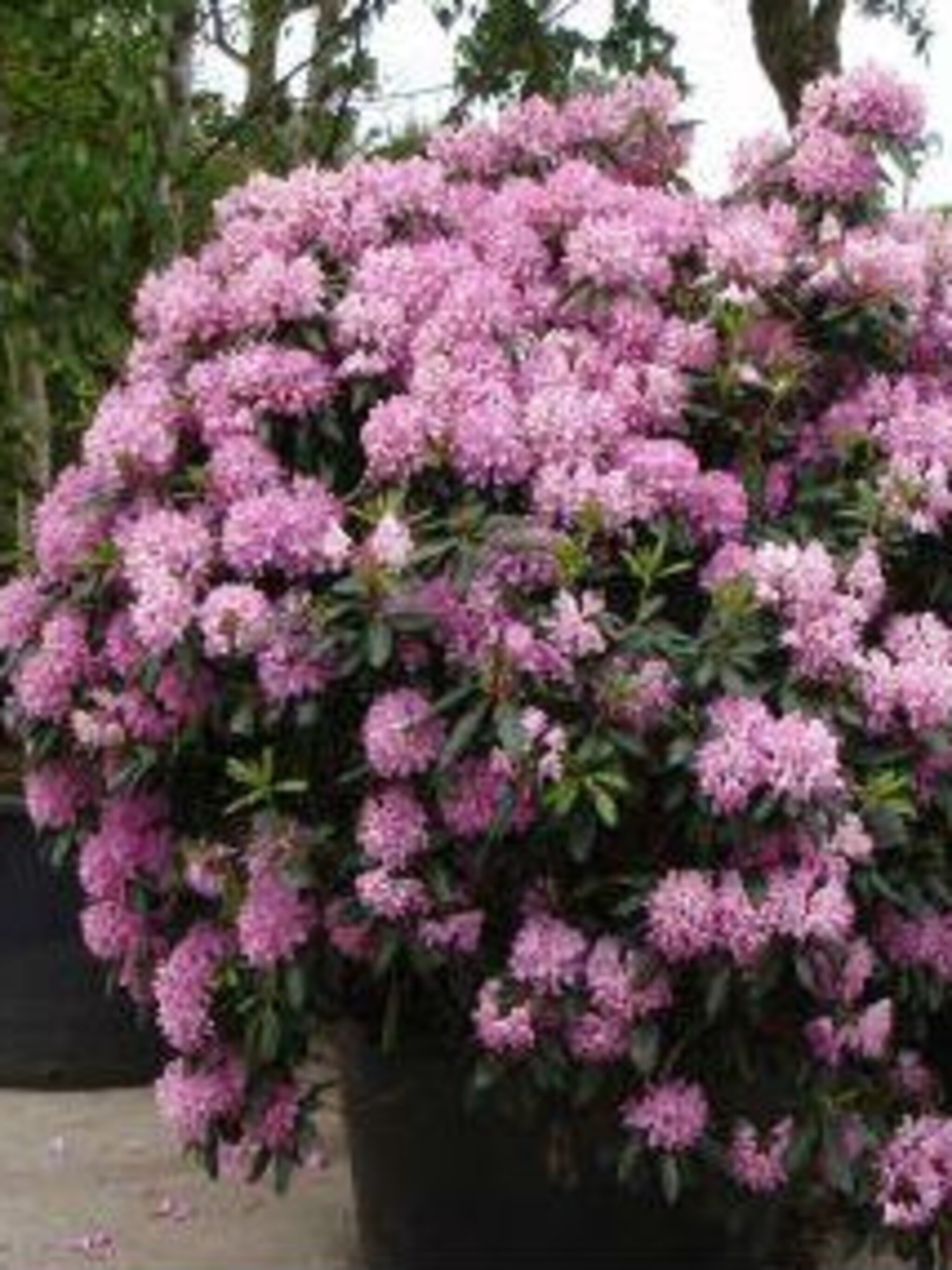 rododendron roseum elegans