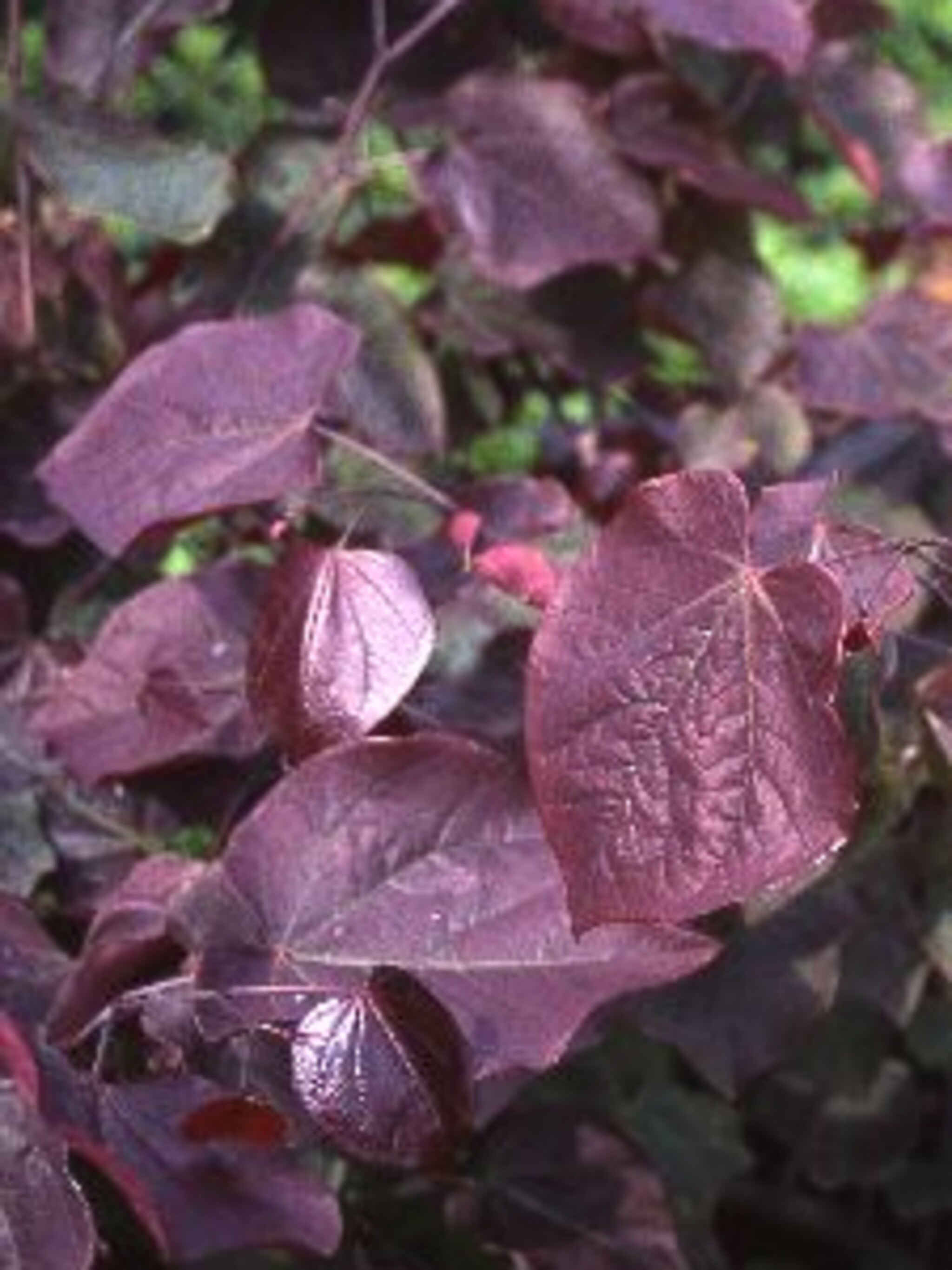 judasboom forest pansy