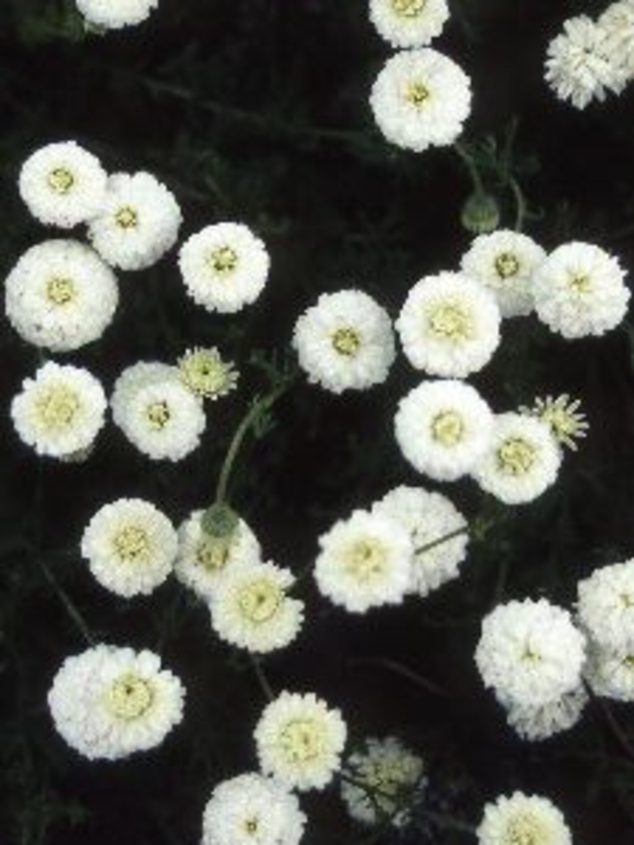 roomse kamille ligulosum