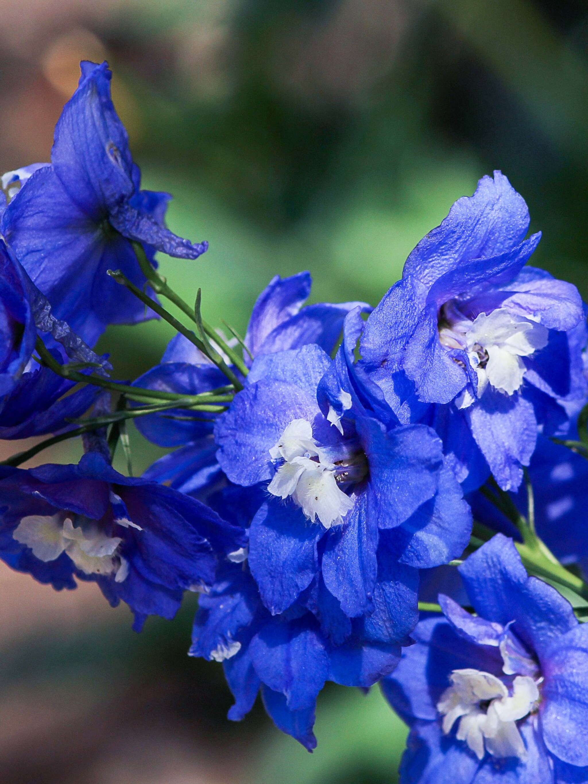 ridderspoor delphinium