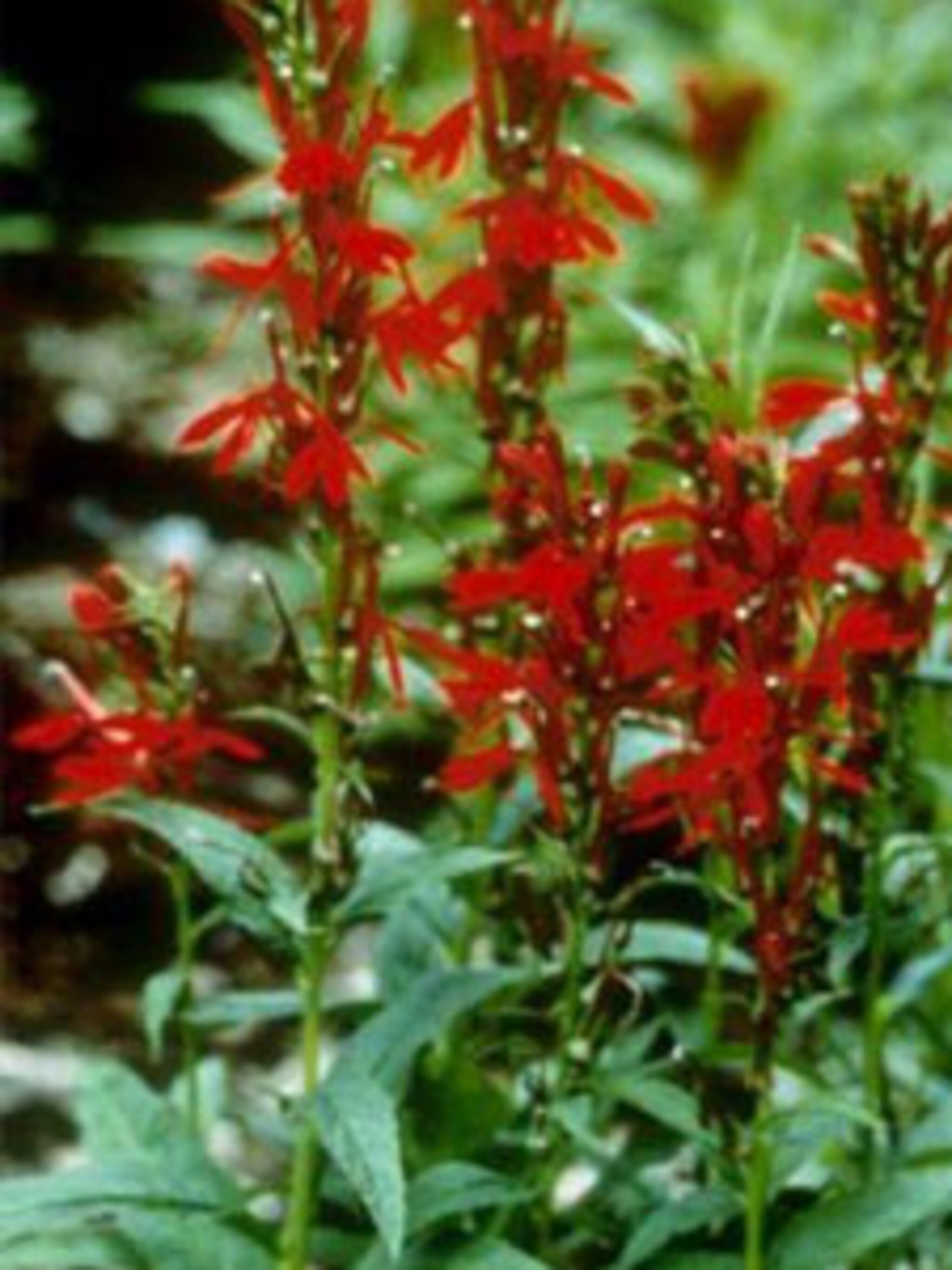 scharlakenlobelia