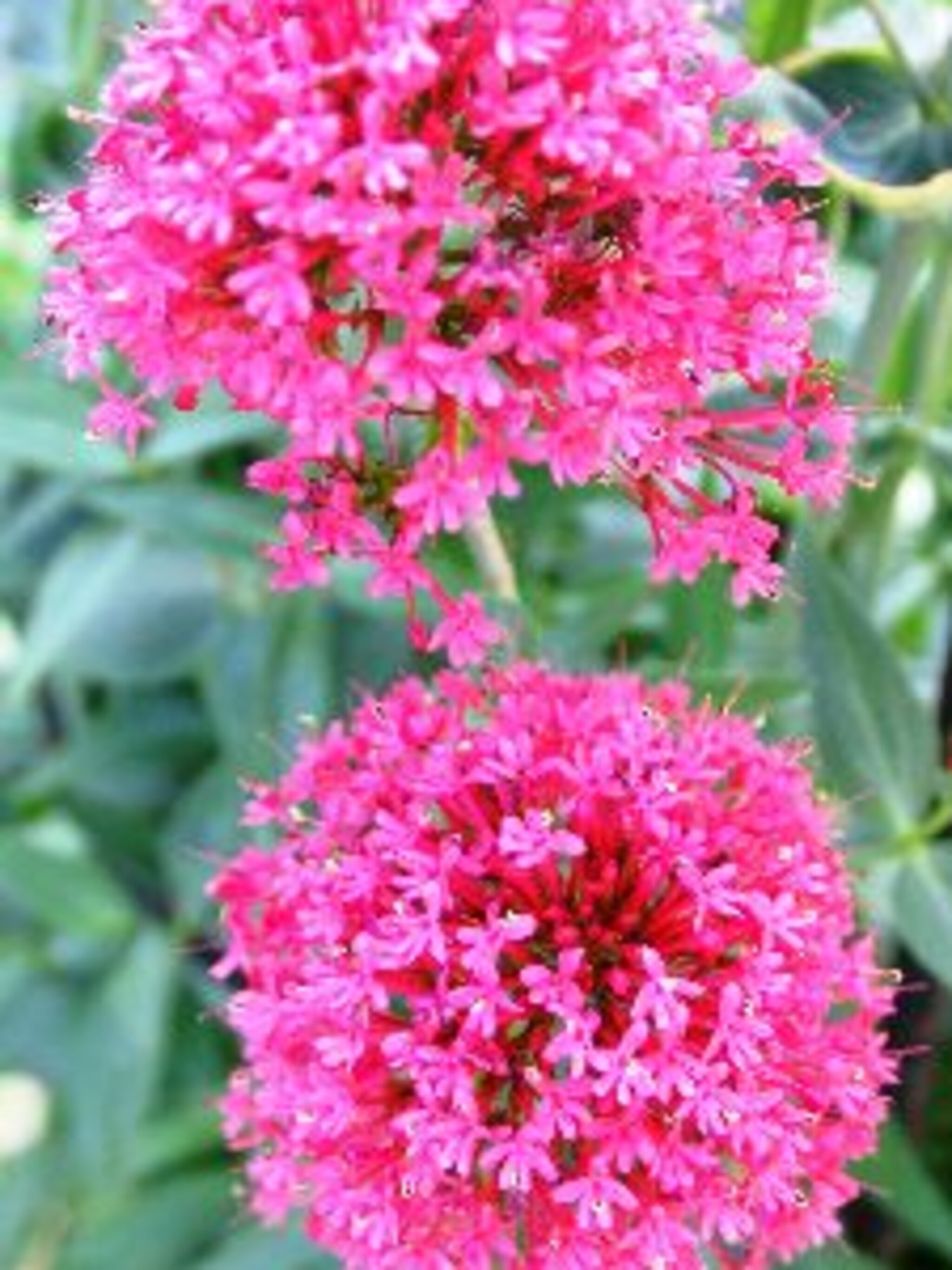 valeriaan coccineus