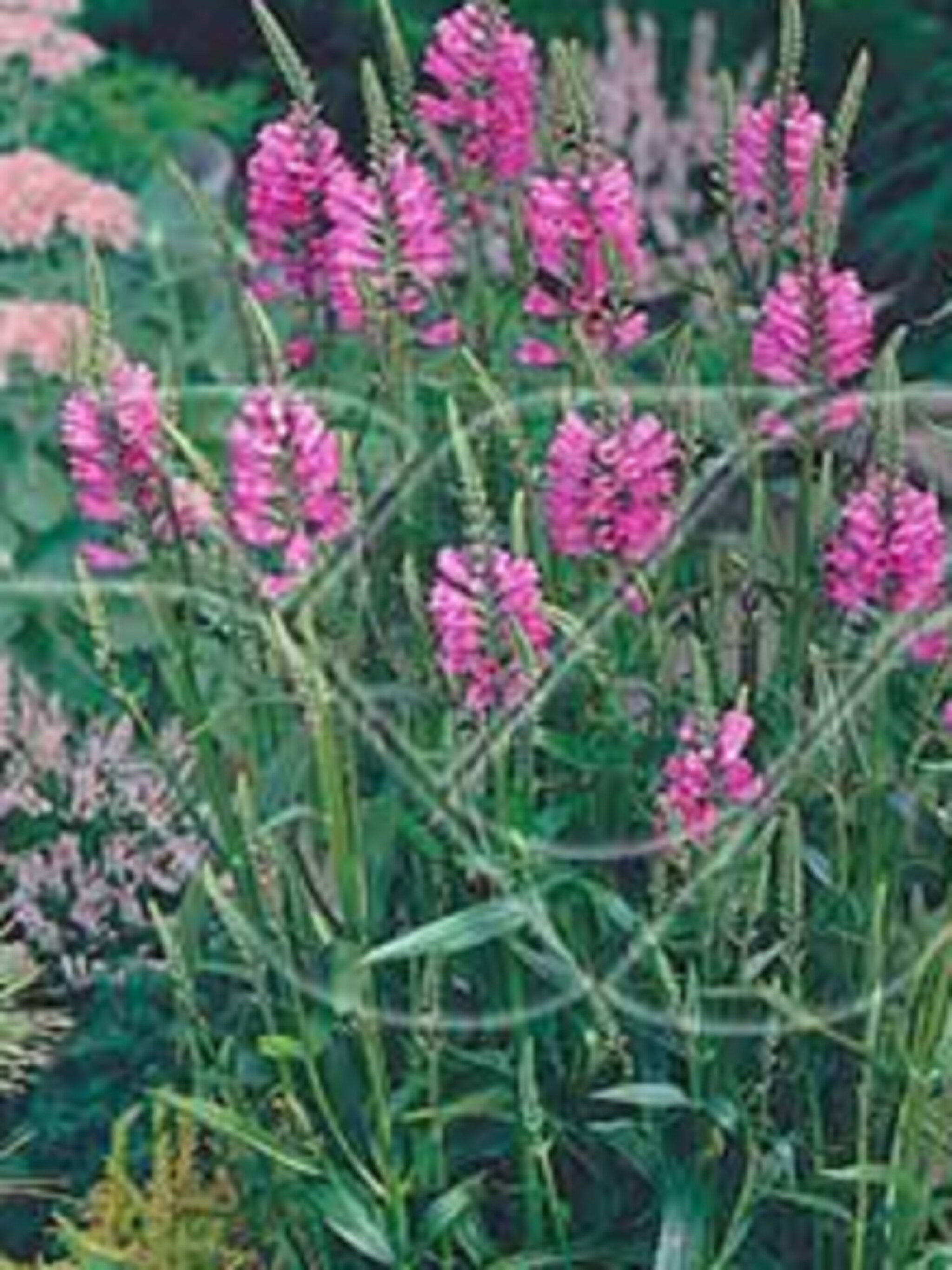 scharnierbloem physostegia bouquet rose