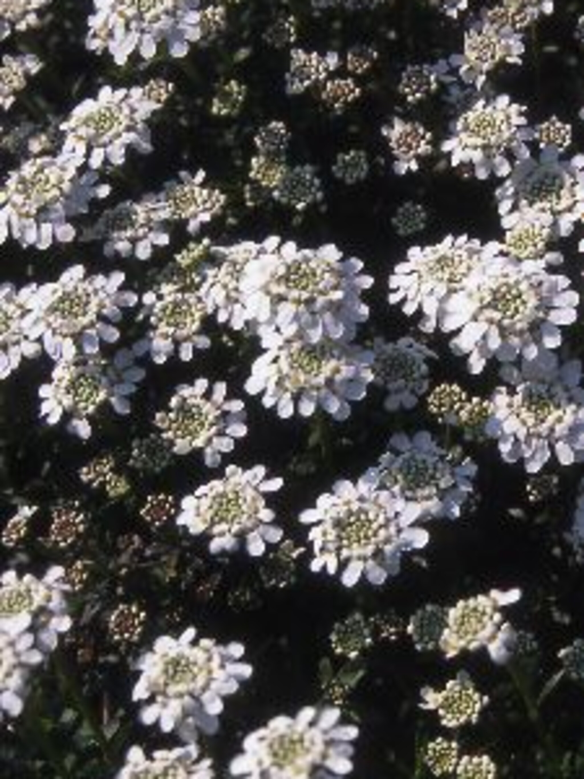scheefbloem schneeflocke