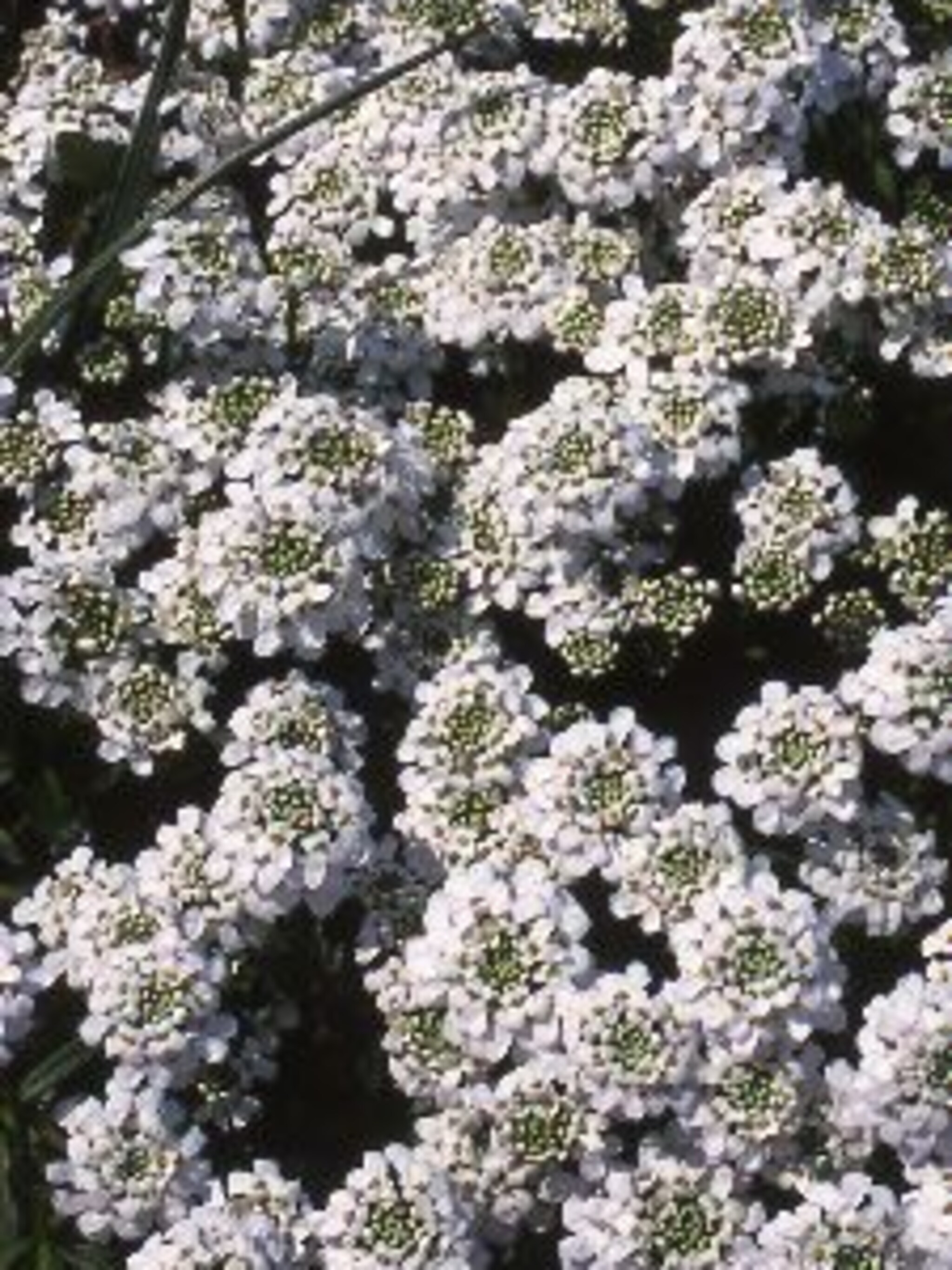 scheefbloem weisser zwerg