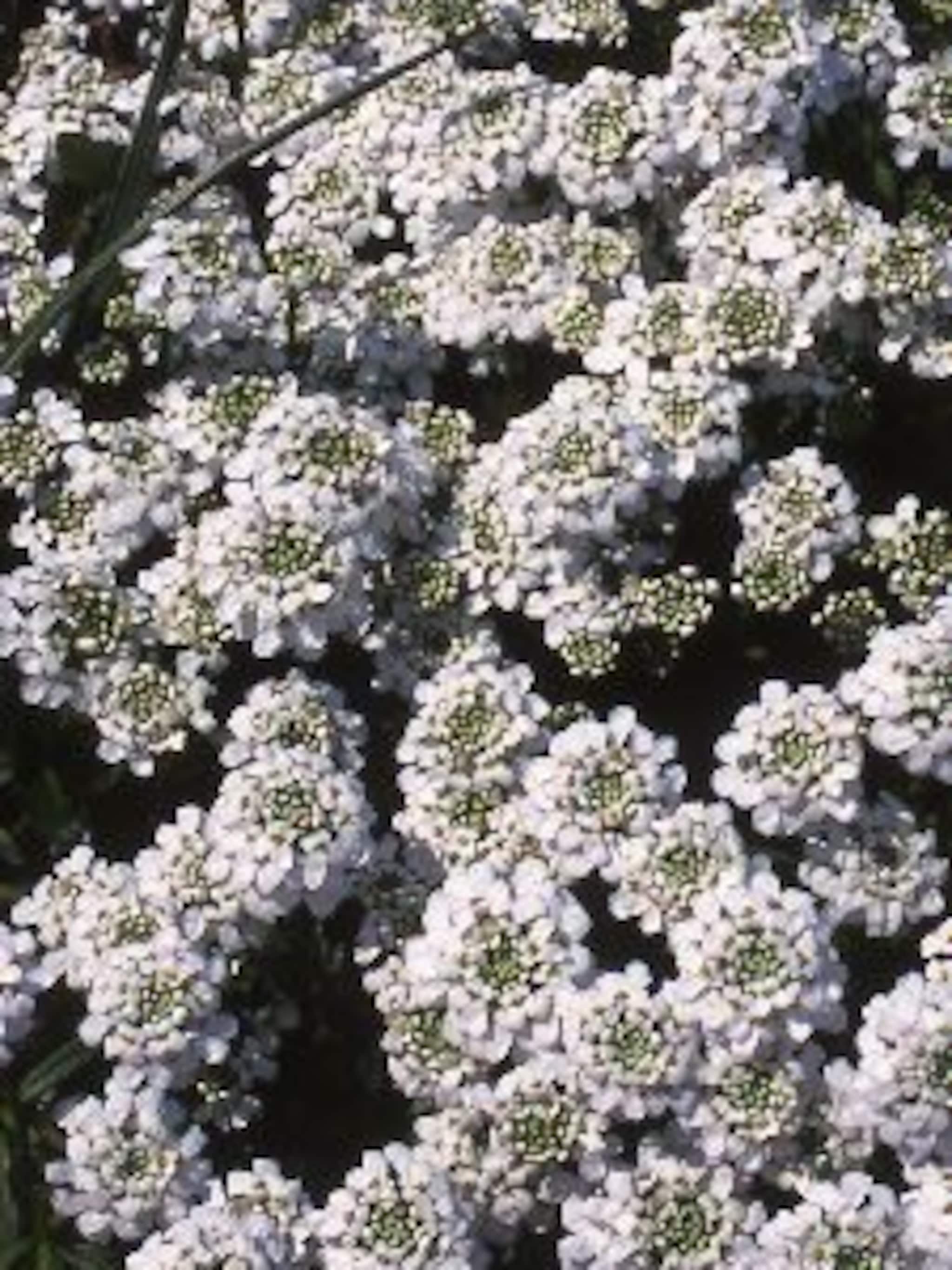 scheefbloem iberis sempervirens
