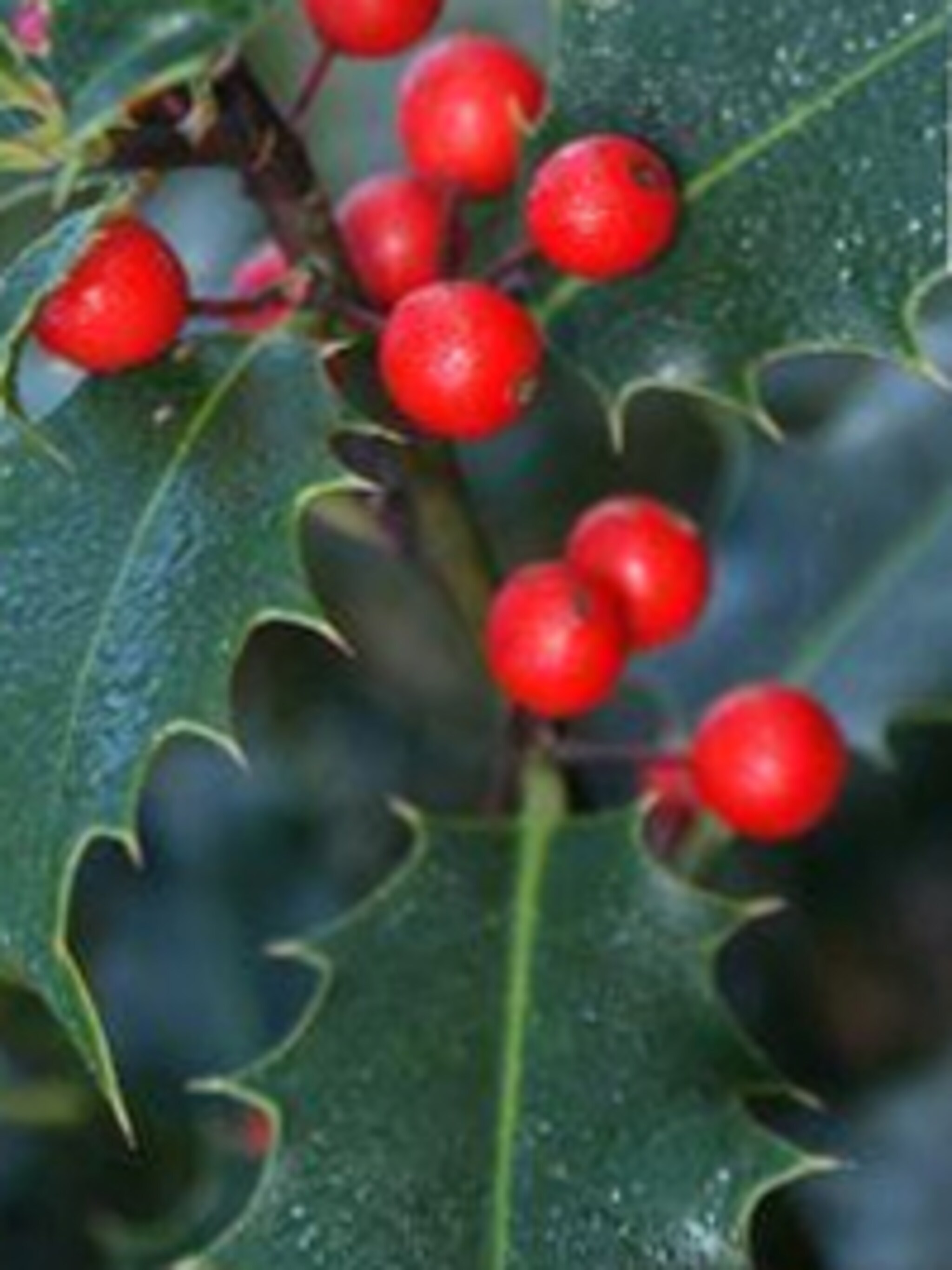scherpe hulst ilex aquifolium