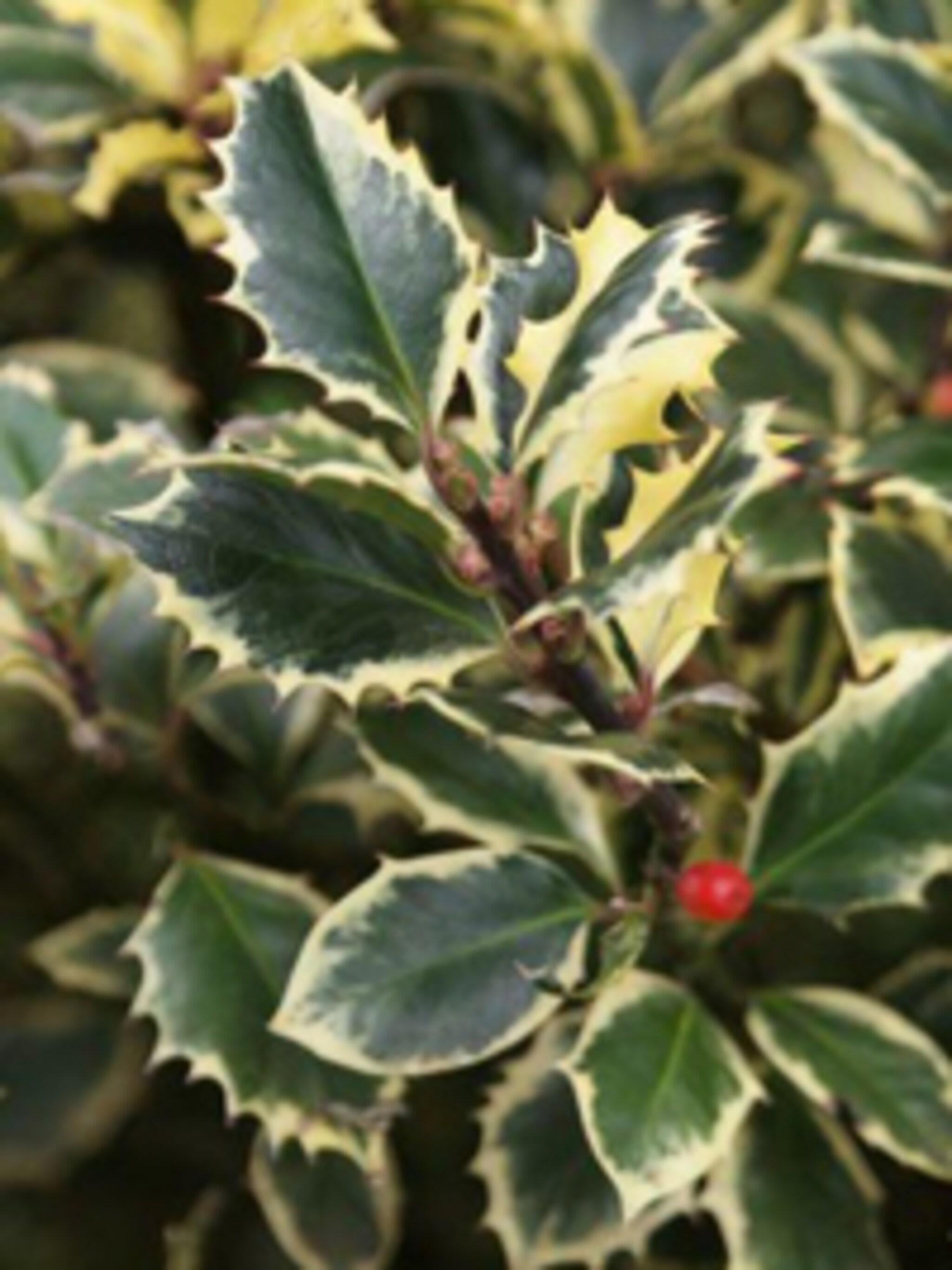 scherpe hulst argentea marginata