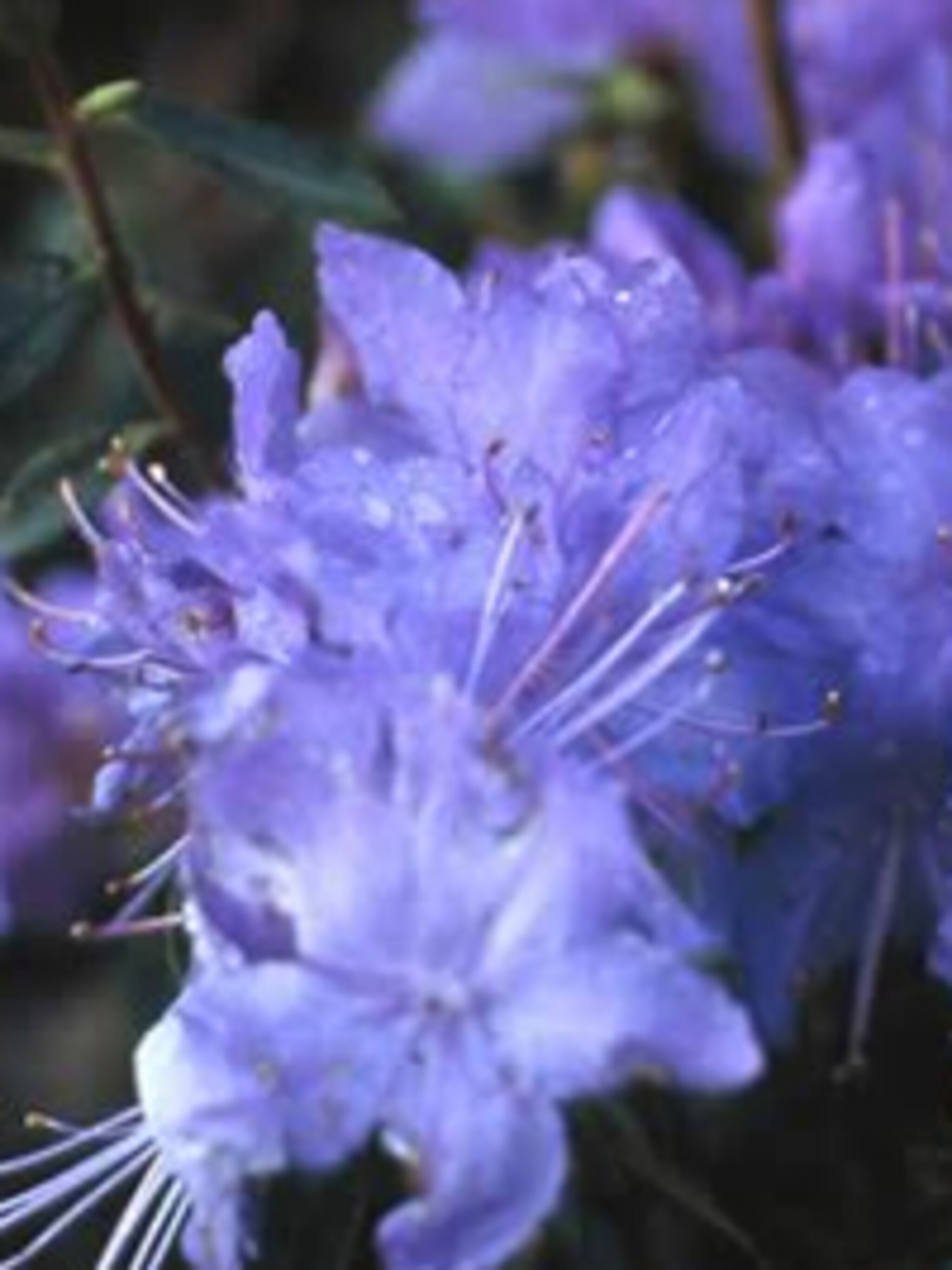 rododendron blue tit