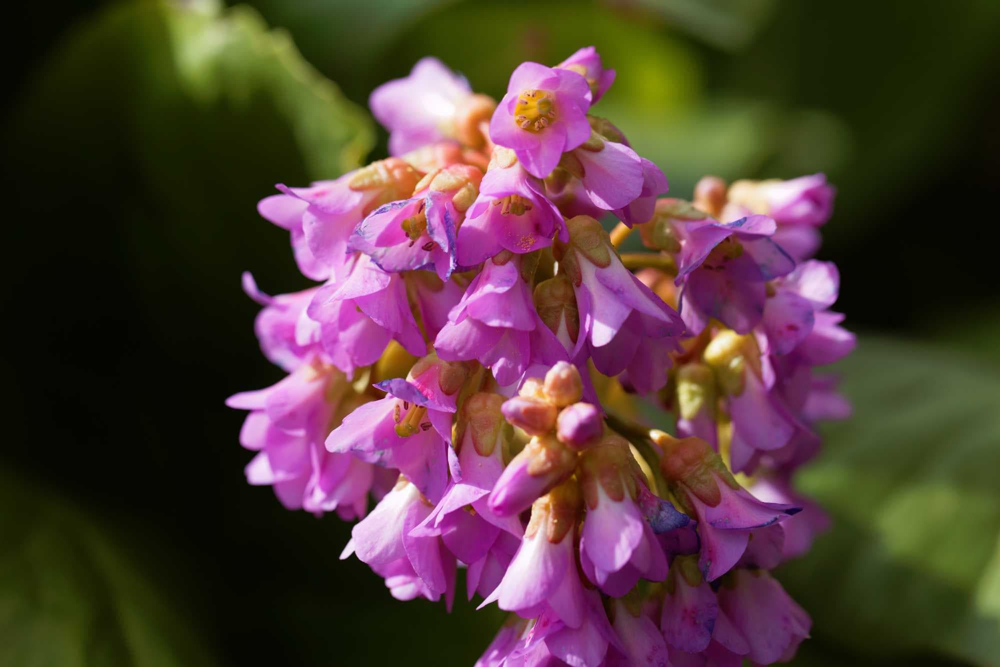 beeld vtwonen Shutterstock / ChWeiss
