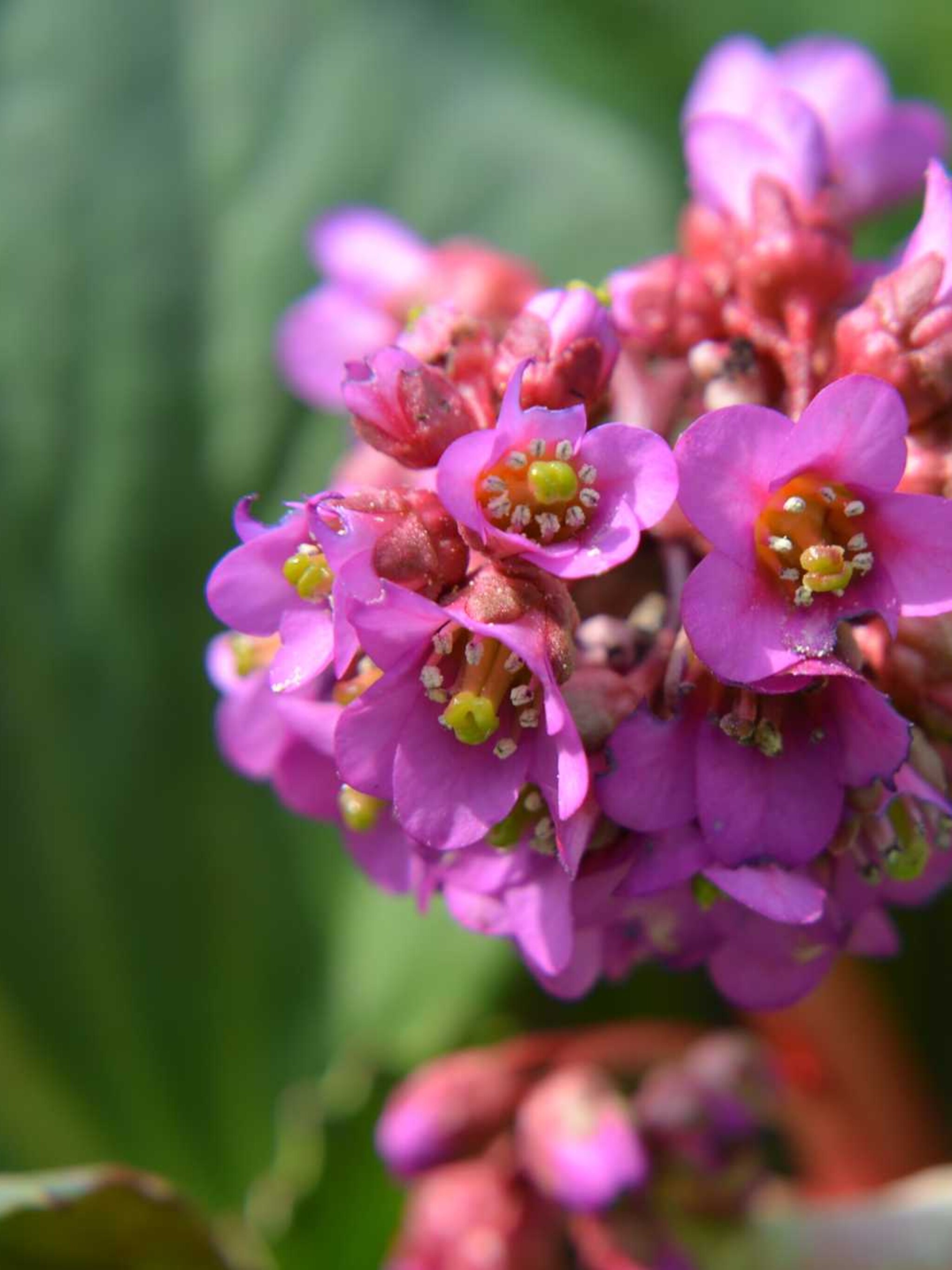 schoenlappersplant bergenia