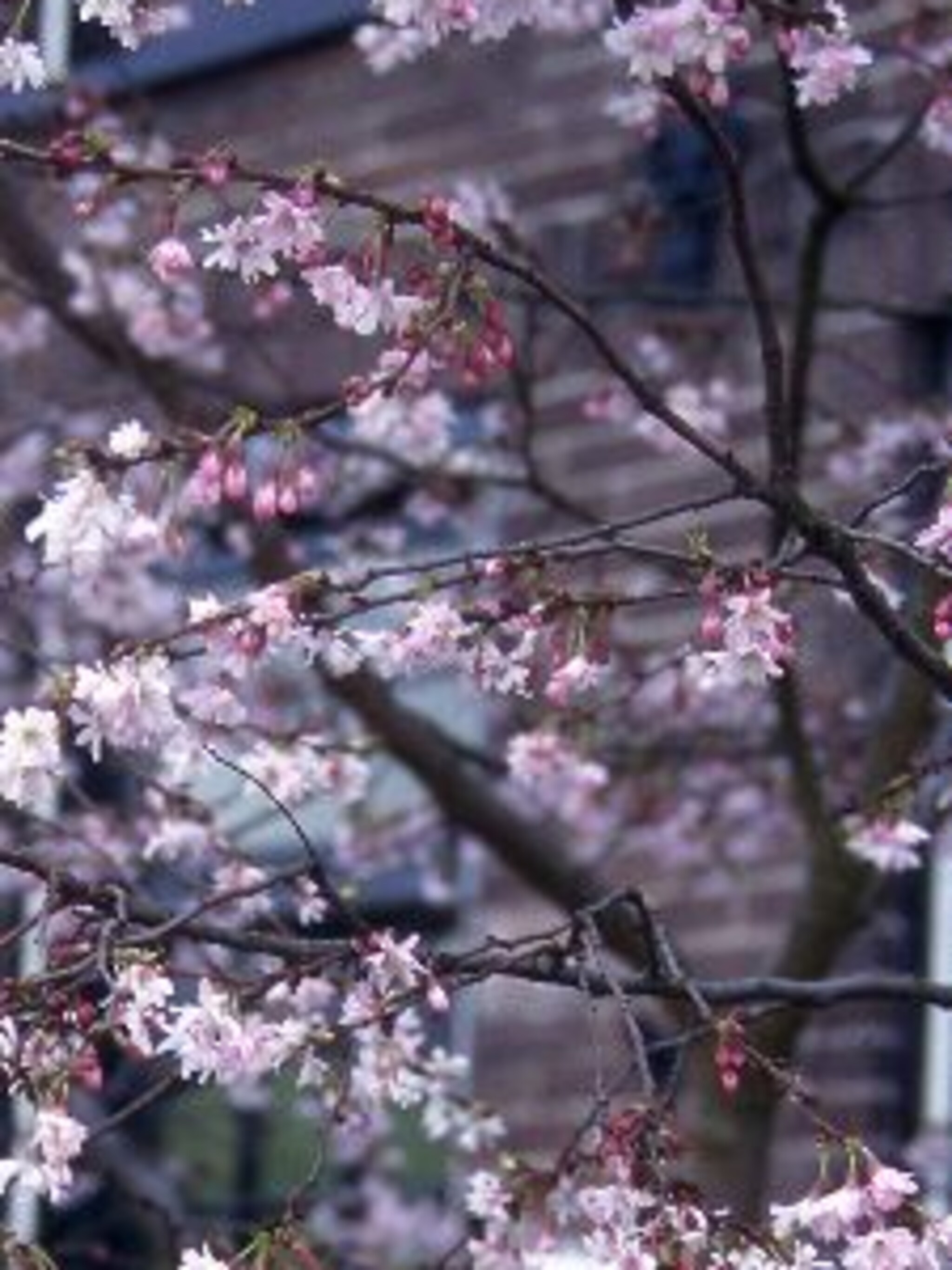 sierkers autumnalis rosea