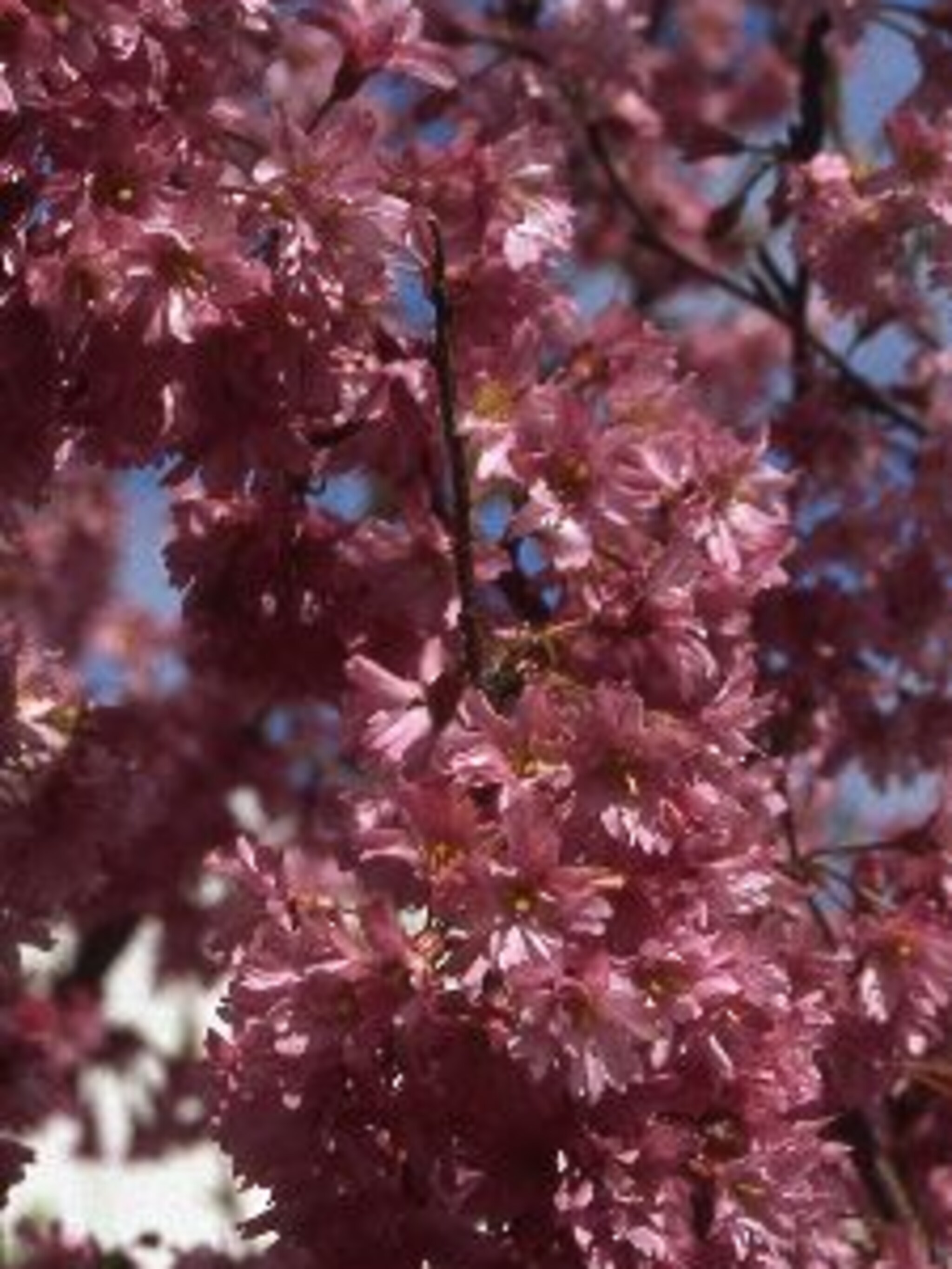 sierkers autumnalis