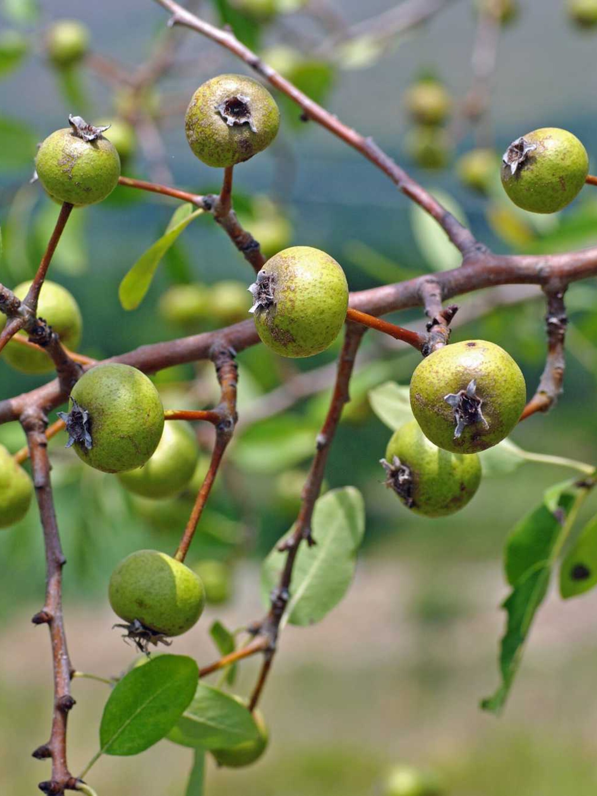 sierpeer pyrus amygdaliformis