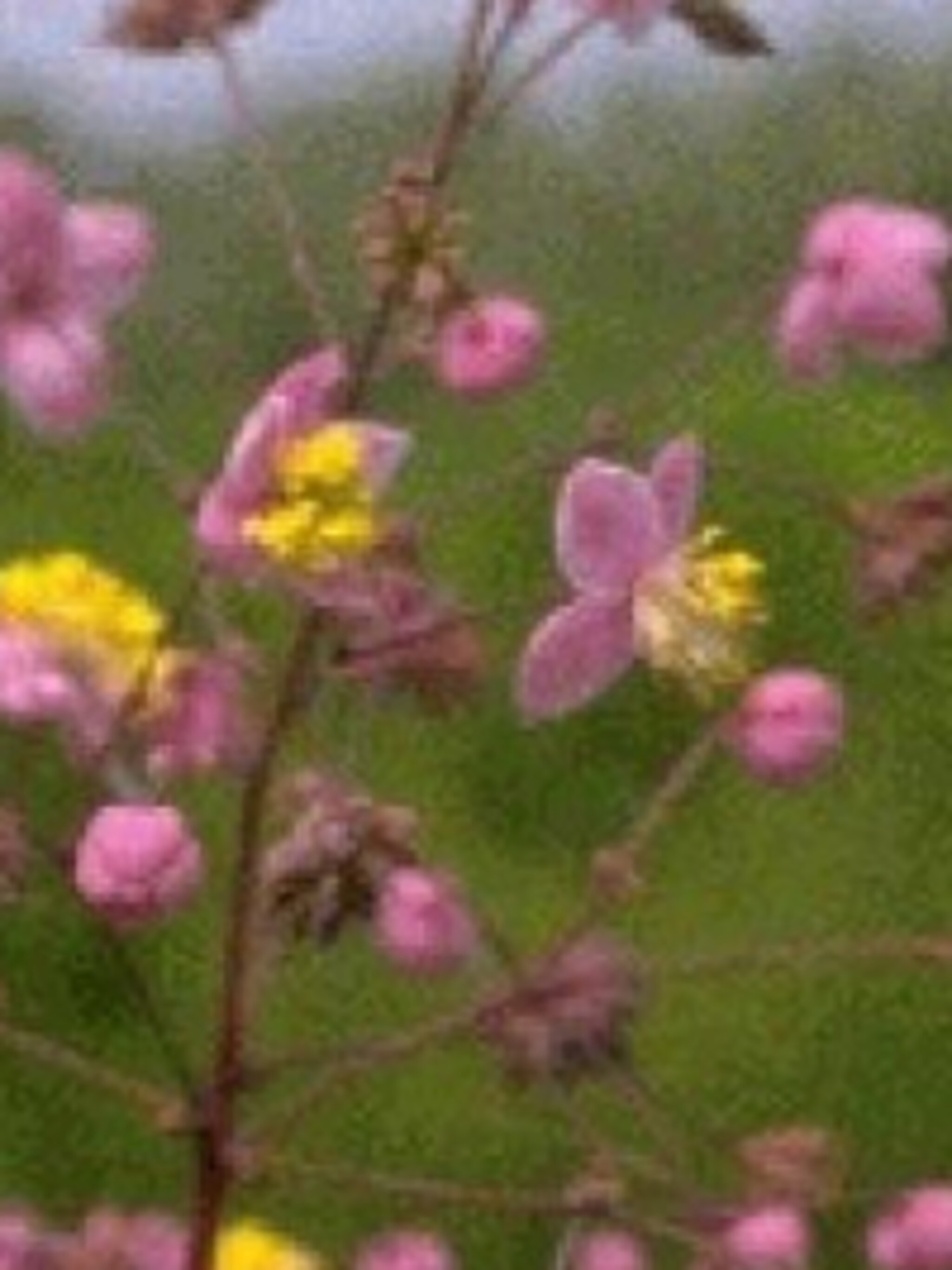 ruit thalictrum rochebrunianum