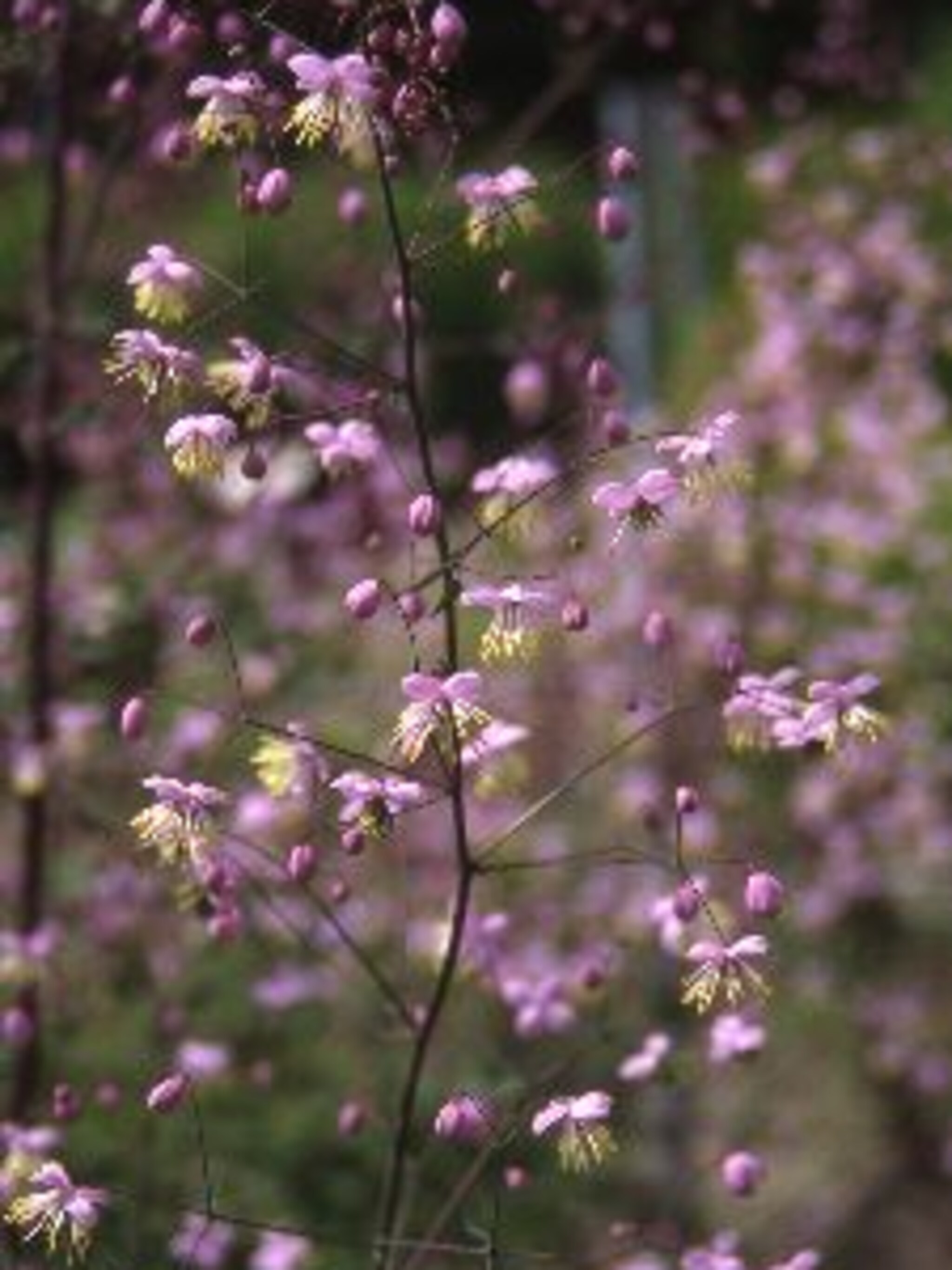 ruit thalictrum delavayi
