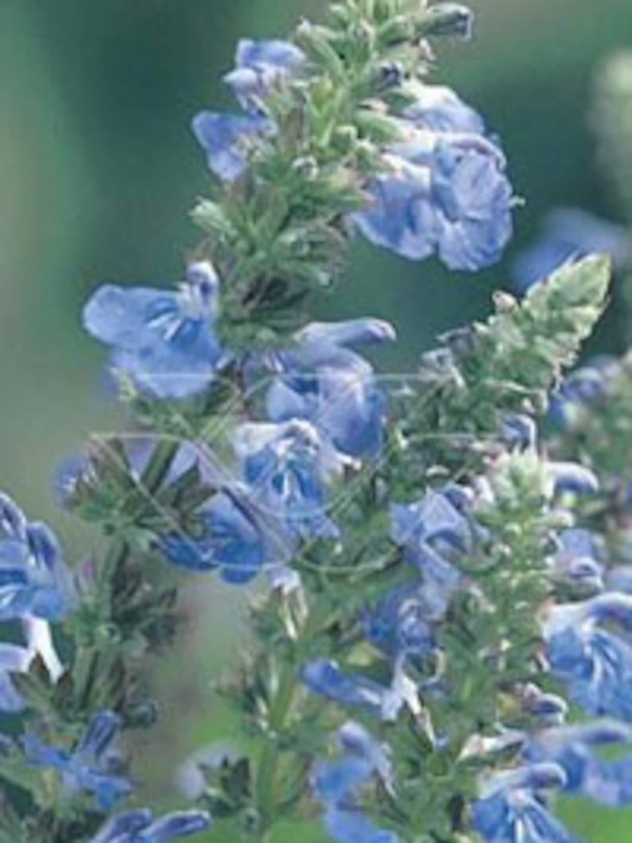 salie salvia uliginosa