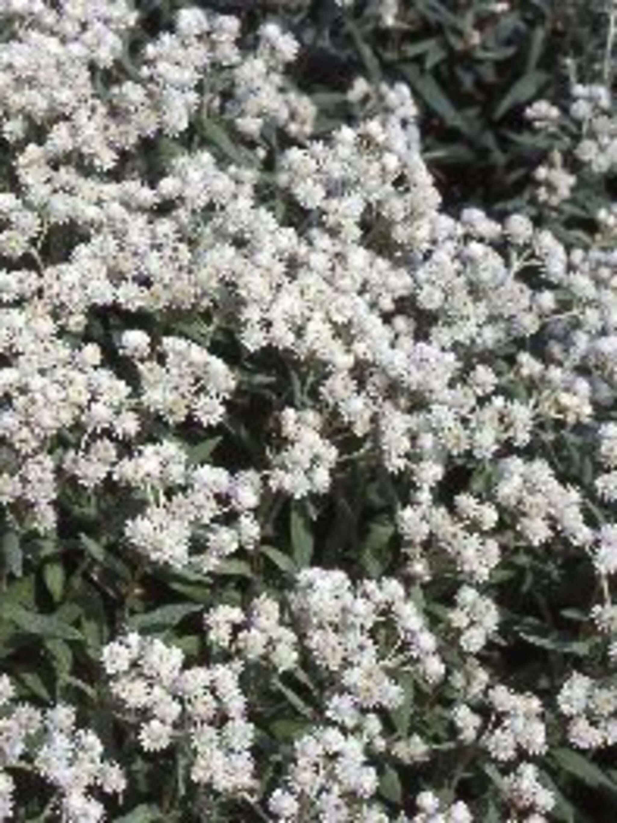 siberische edelweiss sommerschnee