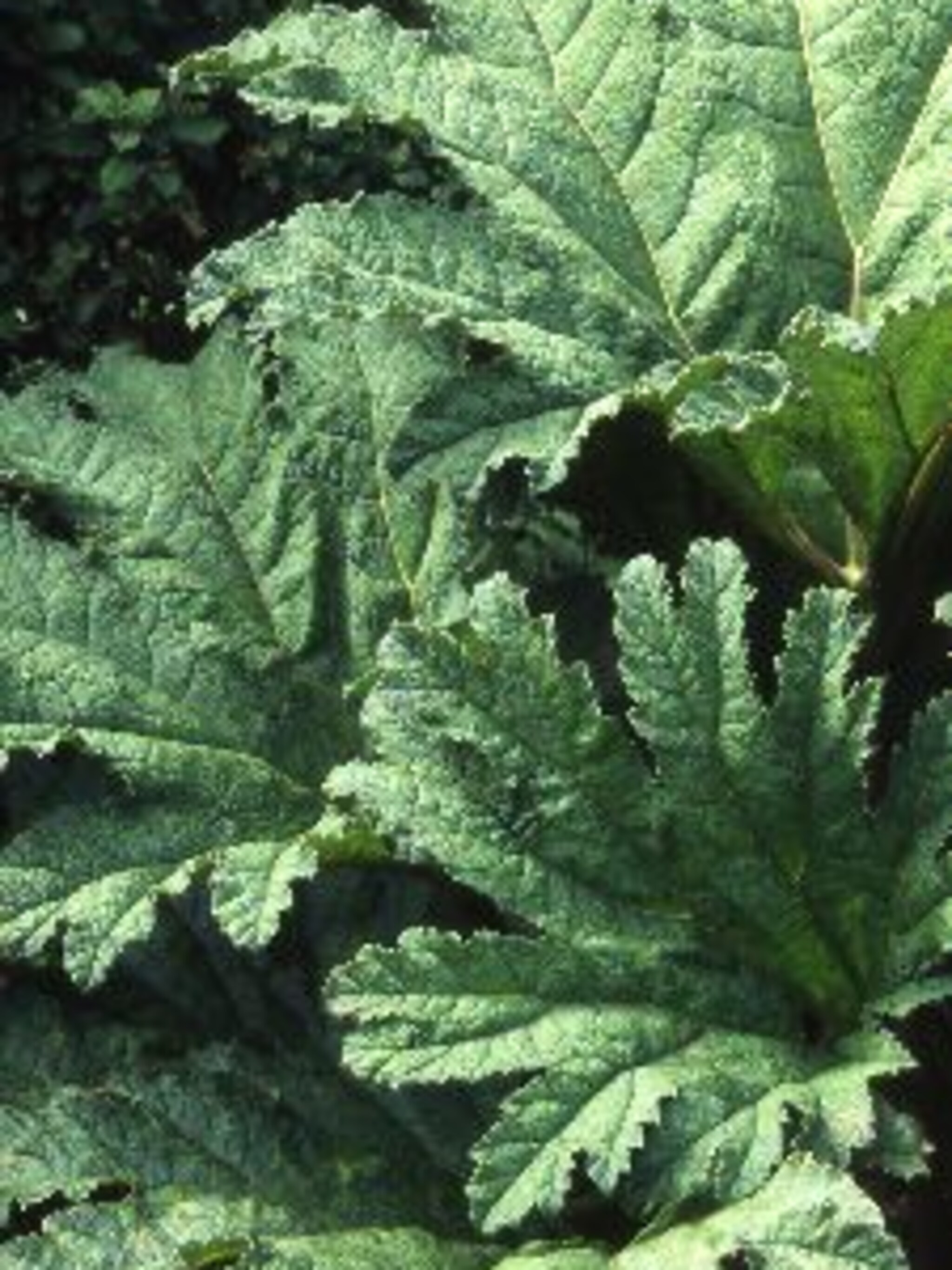 sierrabarber gunnera manicata