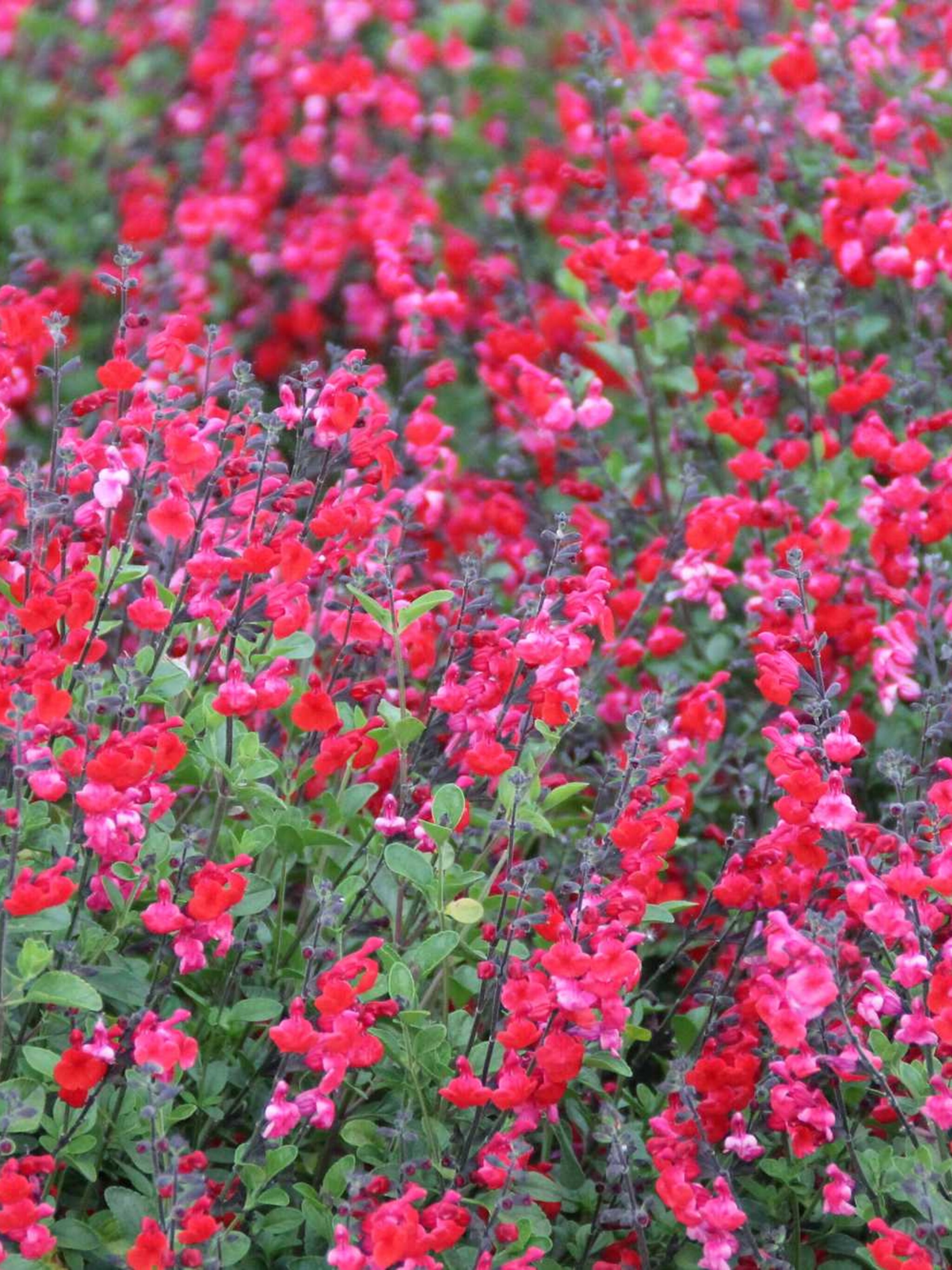 salie salvia greggii