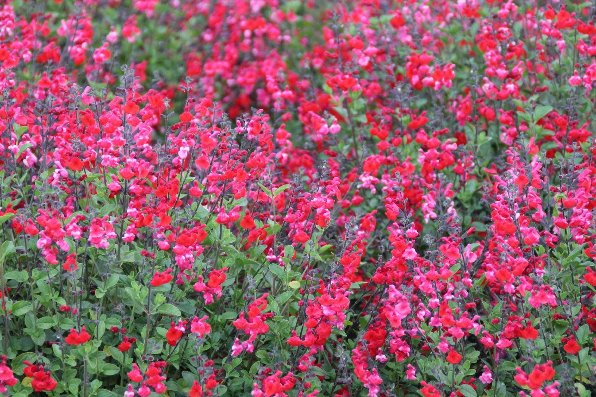 beeld vtwonen Shutterstock / aniana