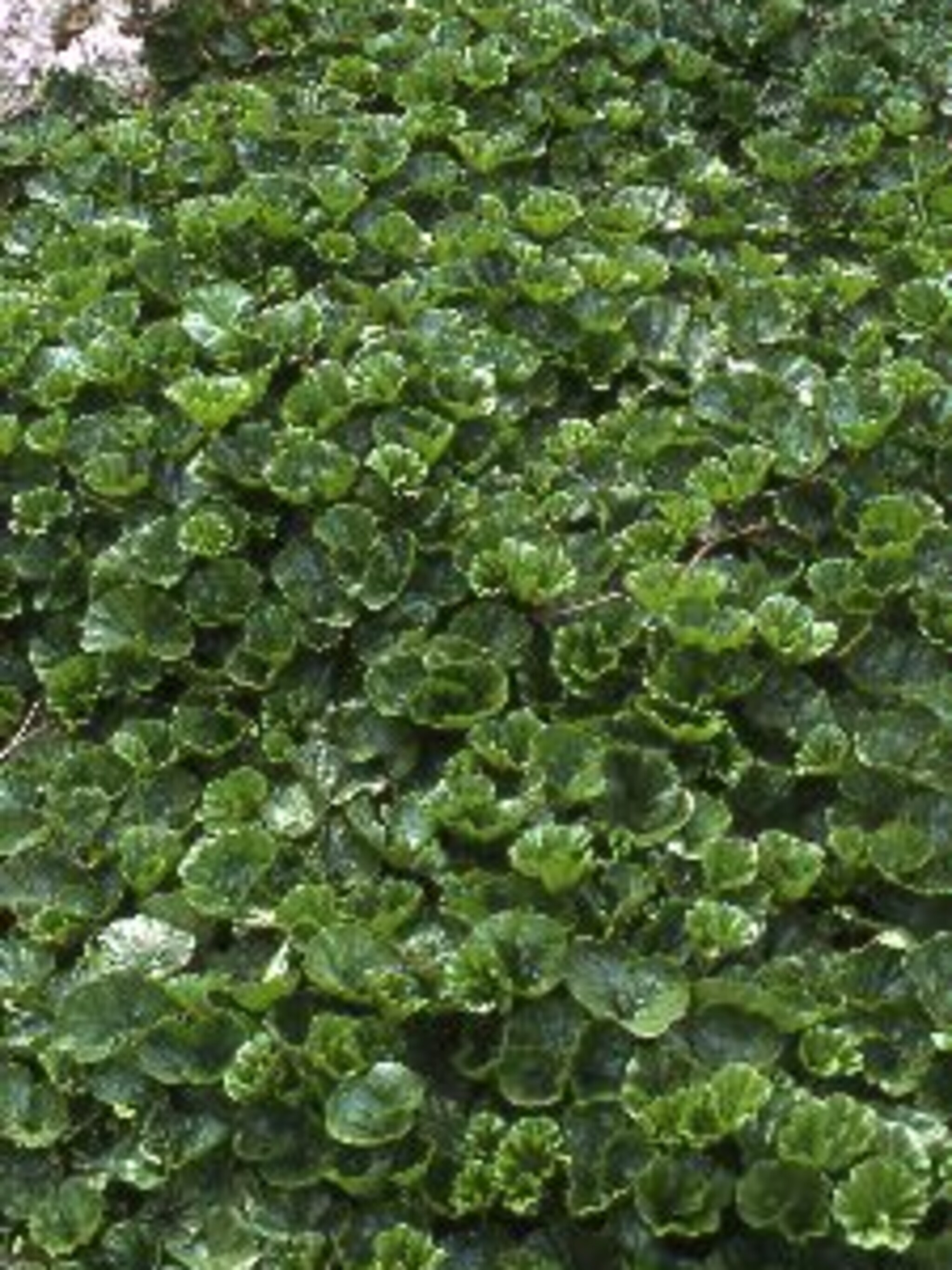 sierrabarber gunnera magellanica