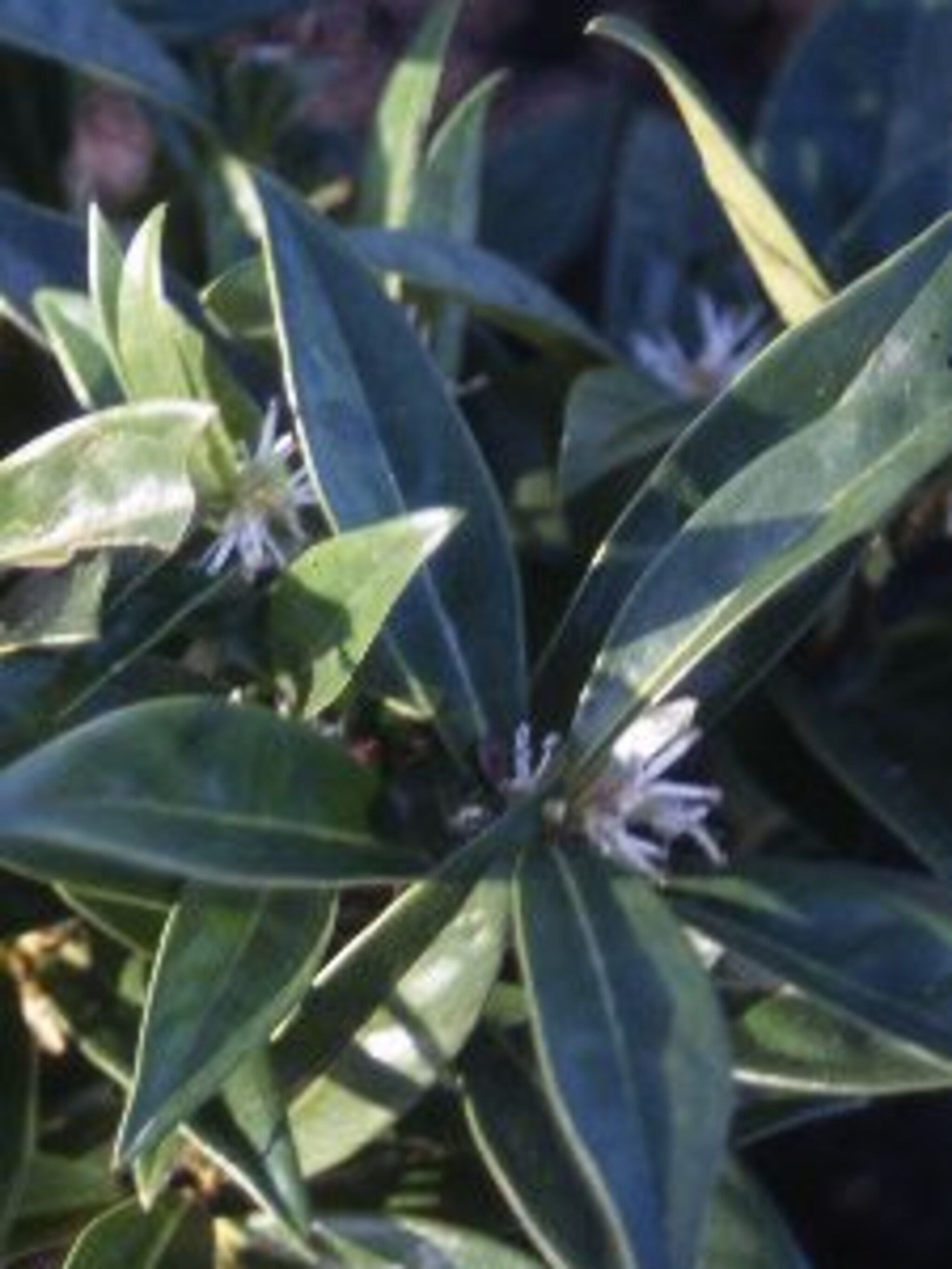sarcococca