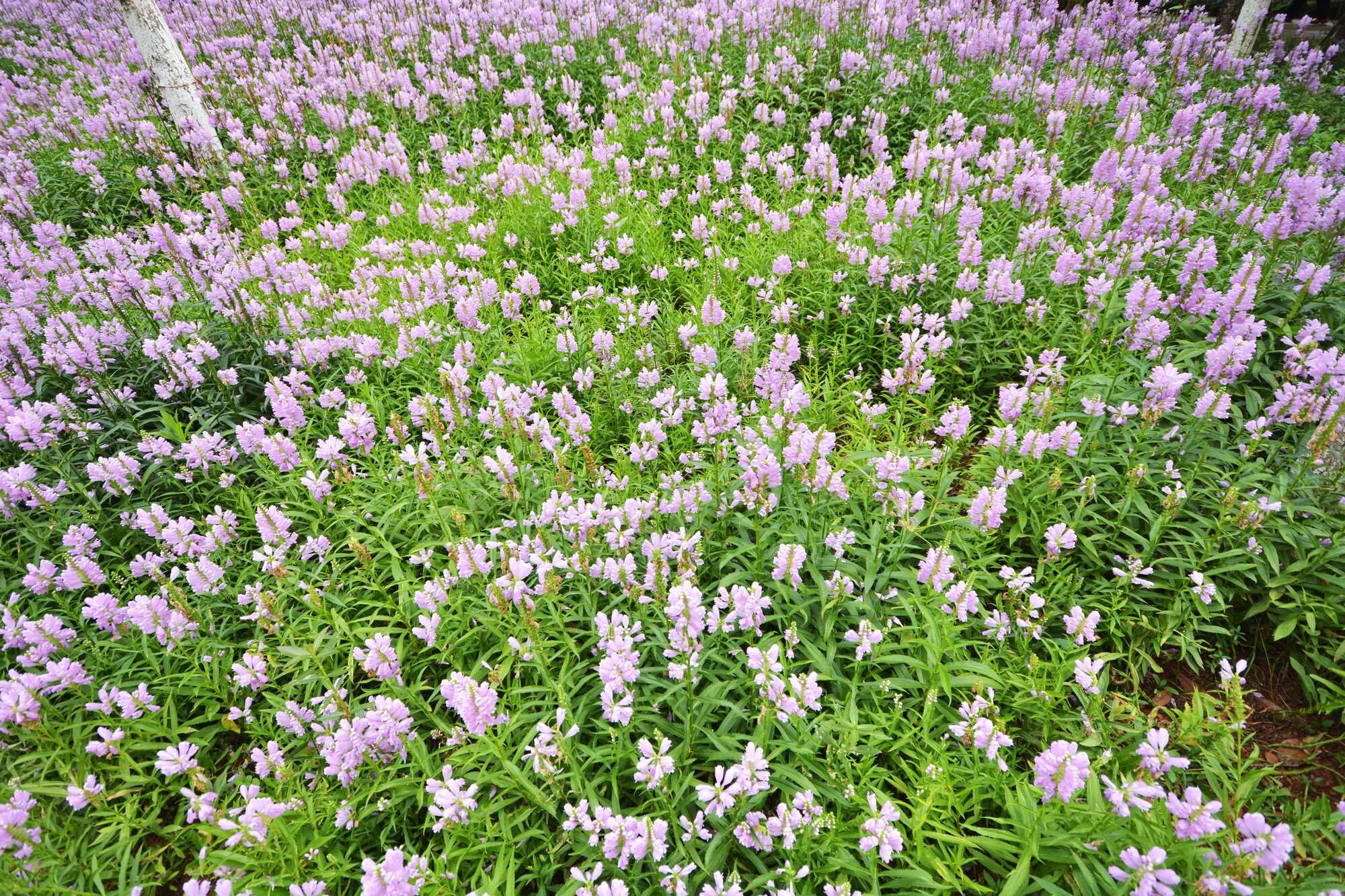 beeld vtwonen Shutterstock / Lyu Hu