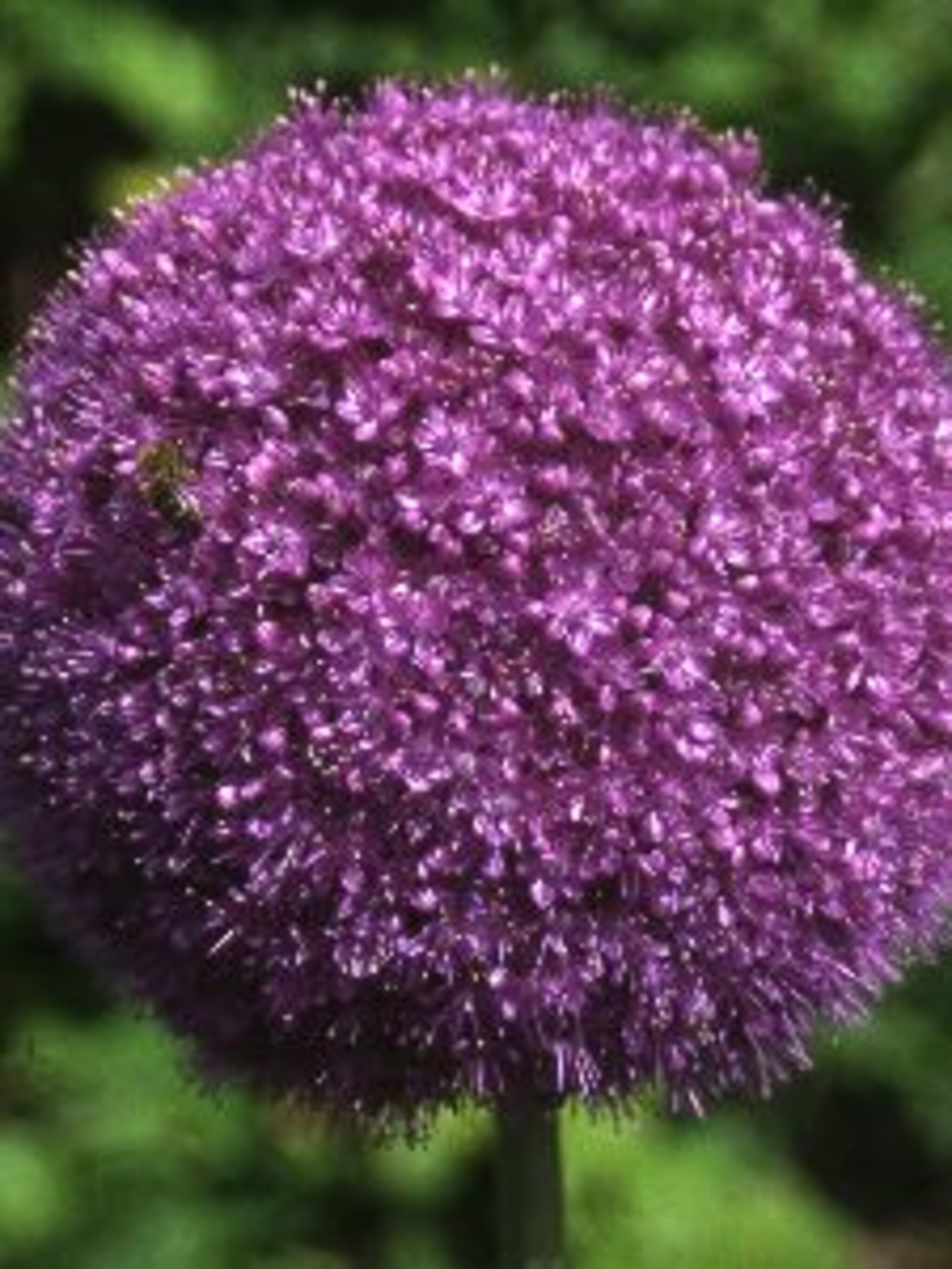 sierui purple sensation