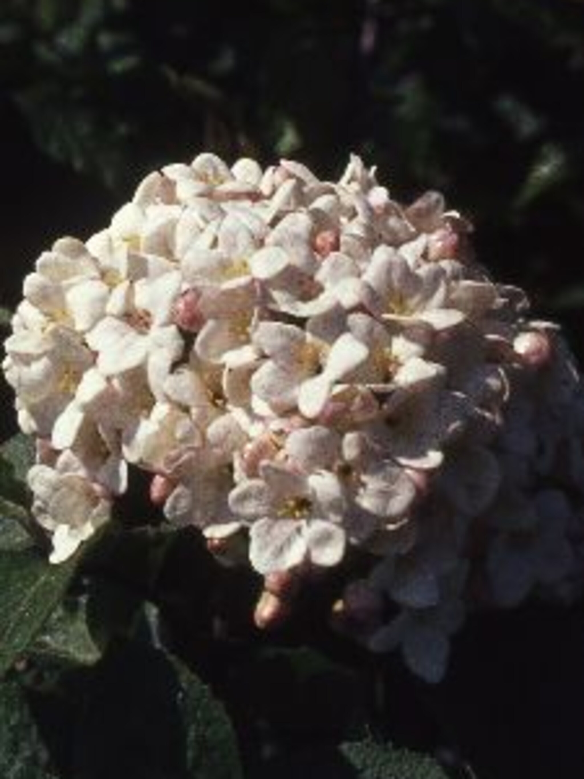 sneeuwbal viburnum carlcephalum