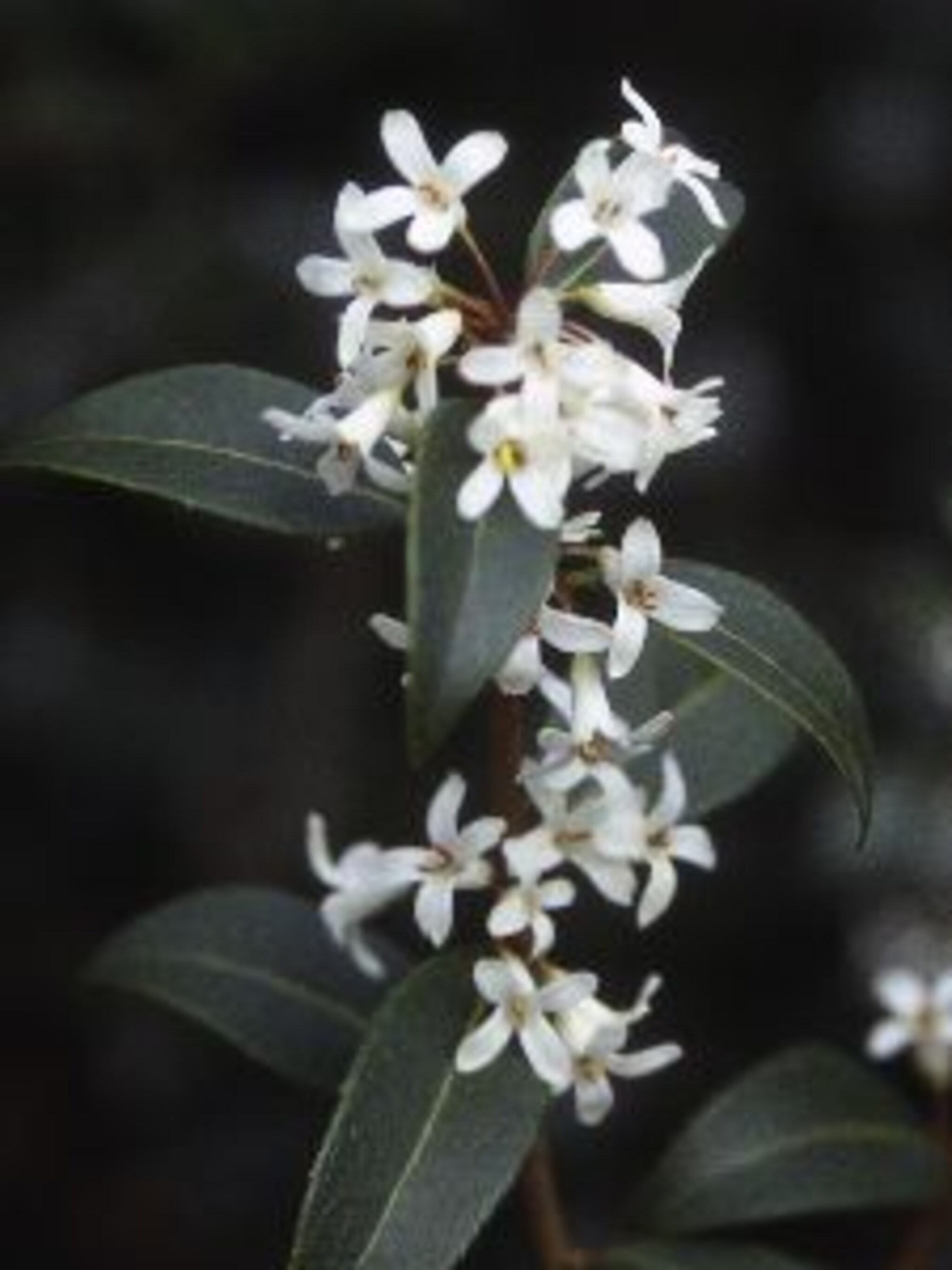 schijnhulst osmanthus burkwoodii