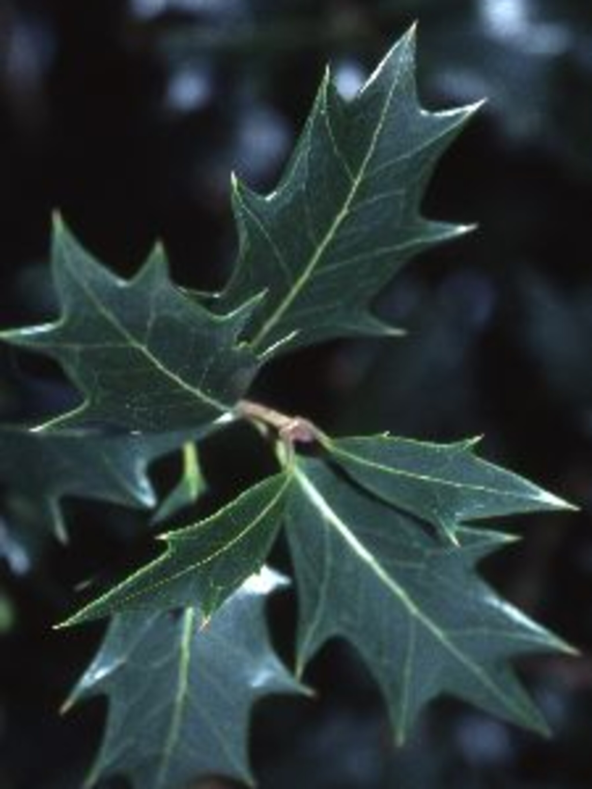 schijnhulst osmanthus heterophyllus