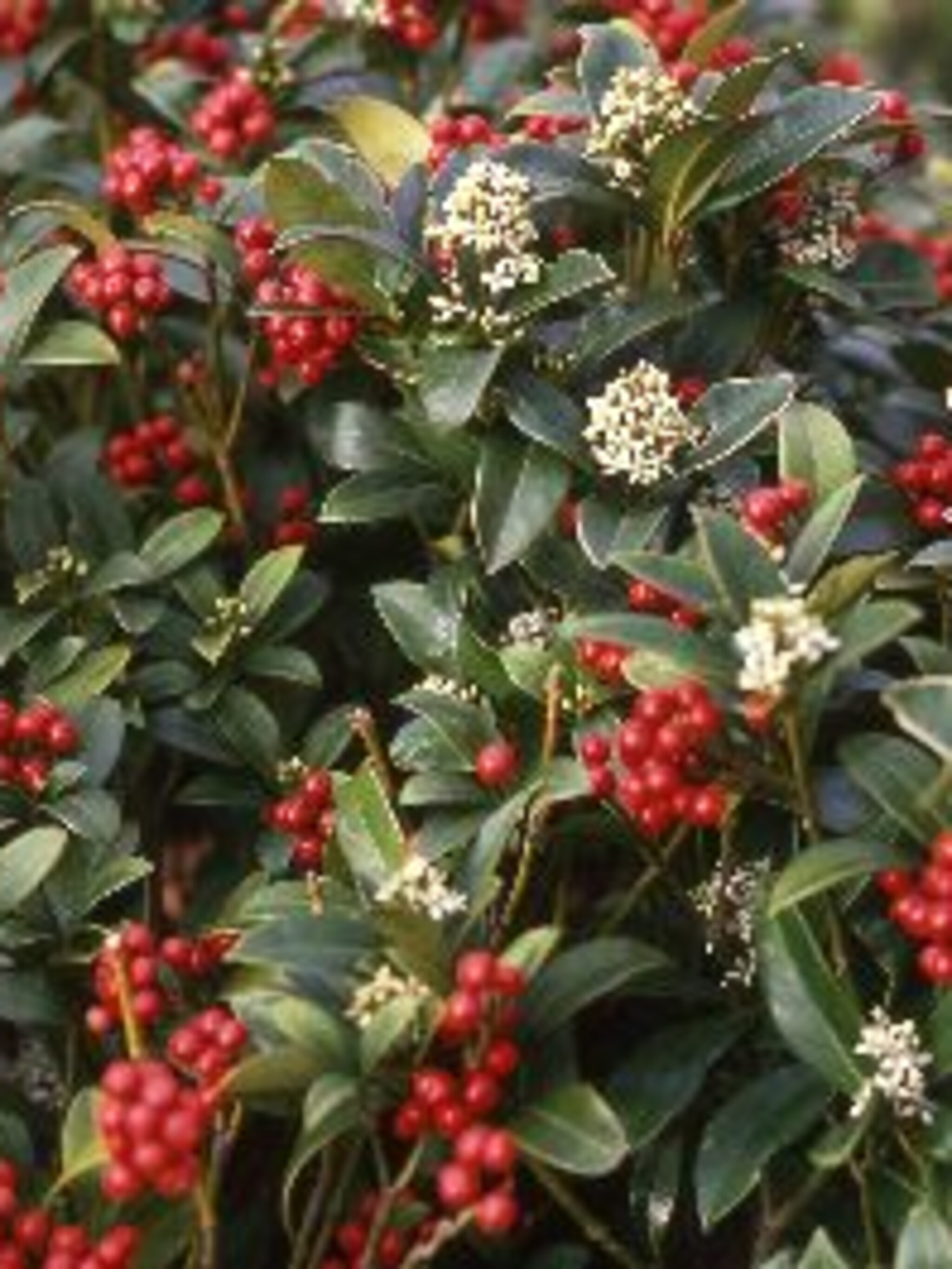 skimmia skimmia reevesiana